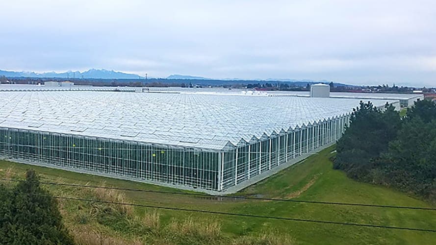 Village Farms Cannabis JV Posts Third Straight Profitable Quarter