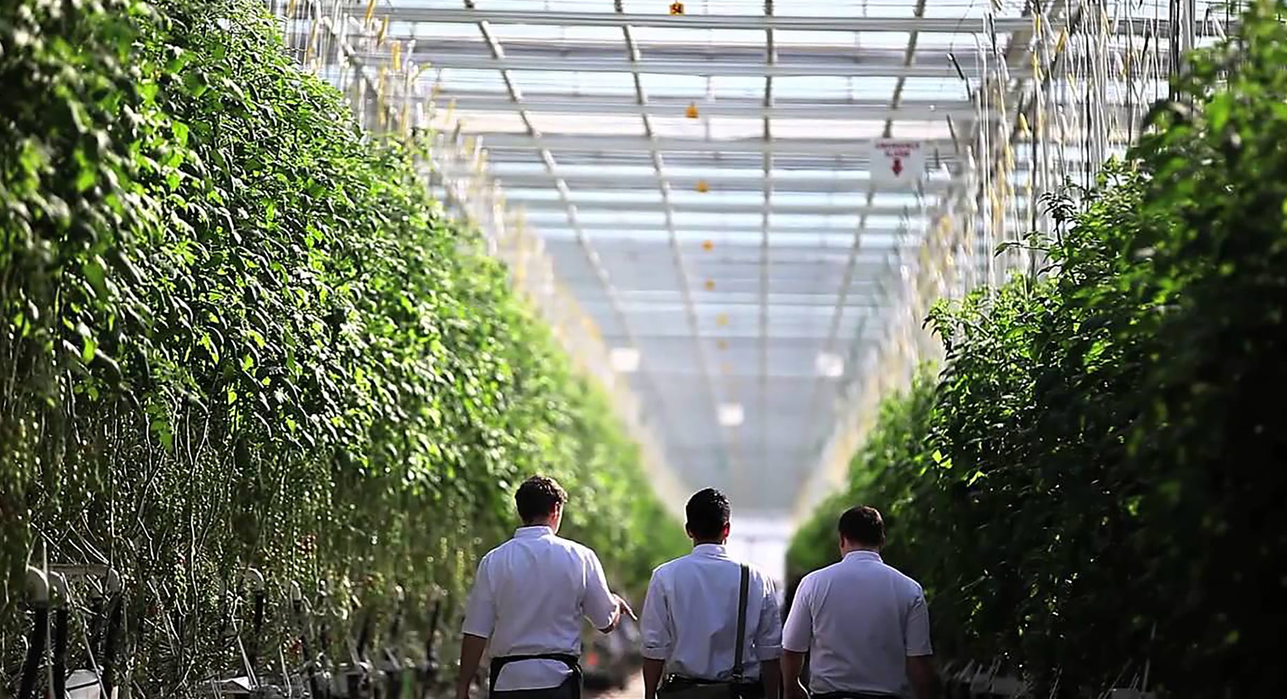 Village Farms buys 100% ownership of Pure Sunfarms for $80M