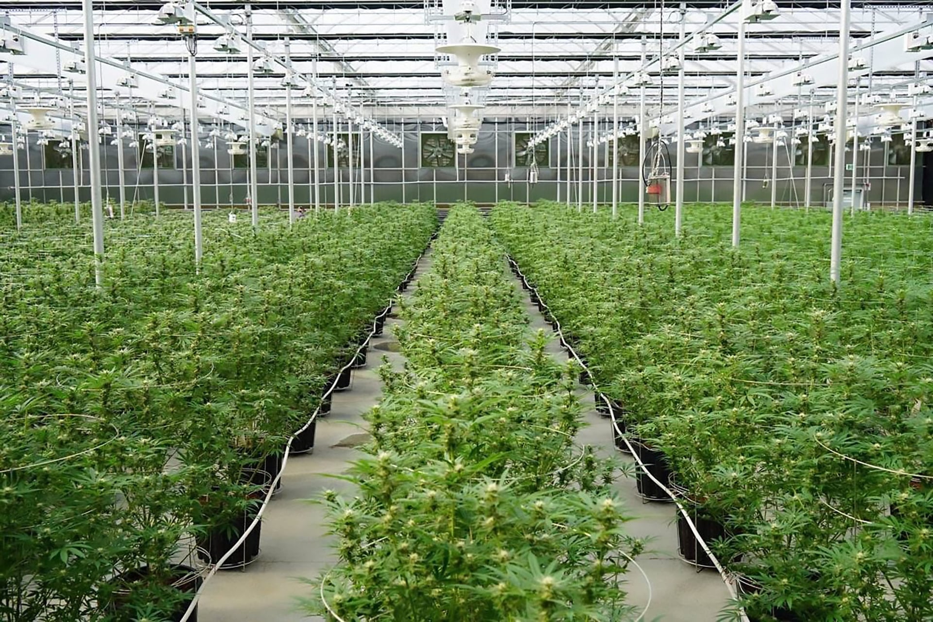 Aurora Cannabis Shares Tumble as Q4 Results Miss Company's Own Guidance