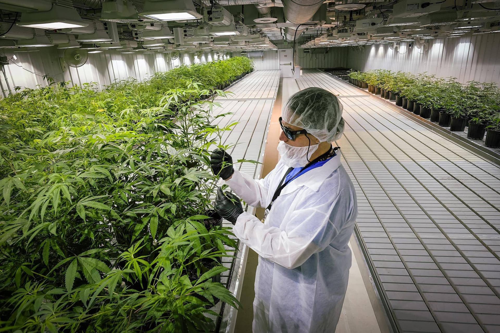 Aurora Cannabis Shares Tumble as Q4 Results Miss Company's Own Guidance