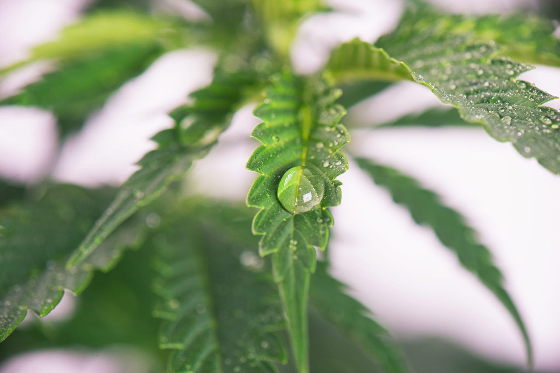 Sproutly Develops Water-Soluble Technology to Accurately Detect THC in Beverages