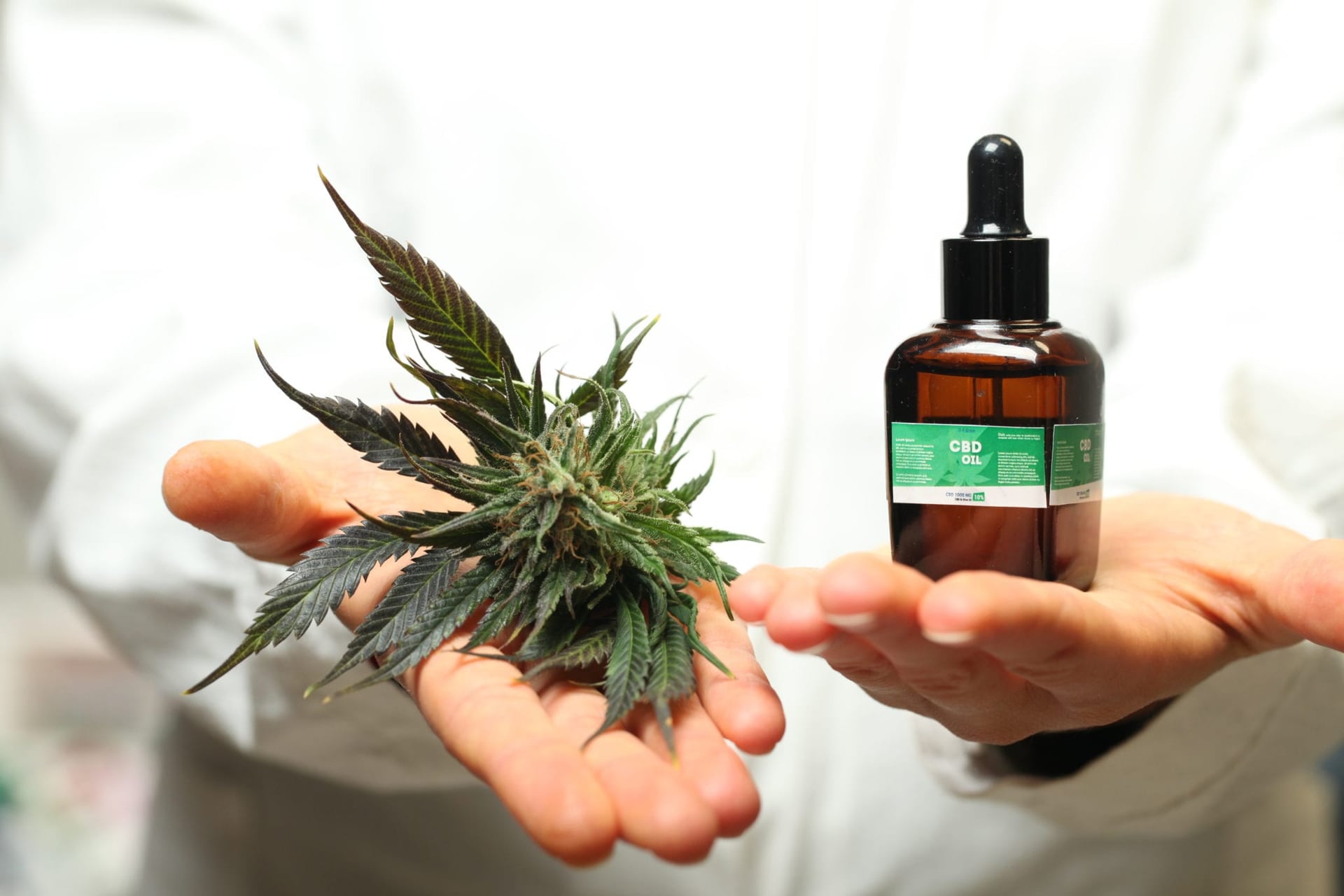 Cannabis to treat pain ASA survey