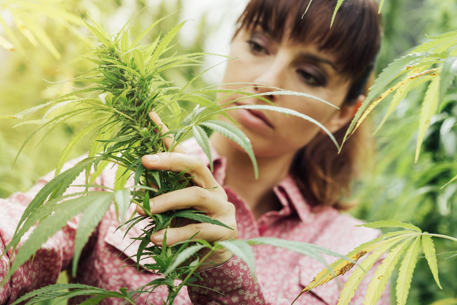 Texas Working on Testing Device to Determine THC Levels Between Hemp and Marijuana