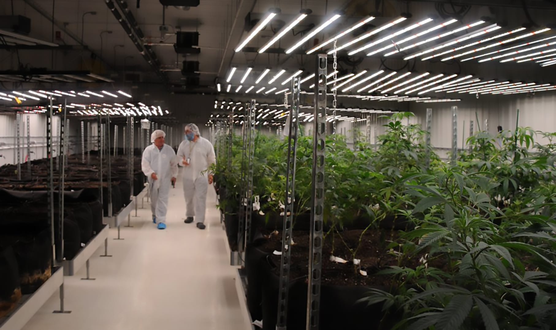 TGOD Stock Drops Sharply as Aurora Sells its Remaining Shares