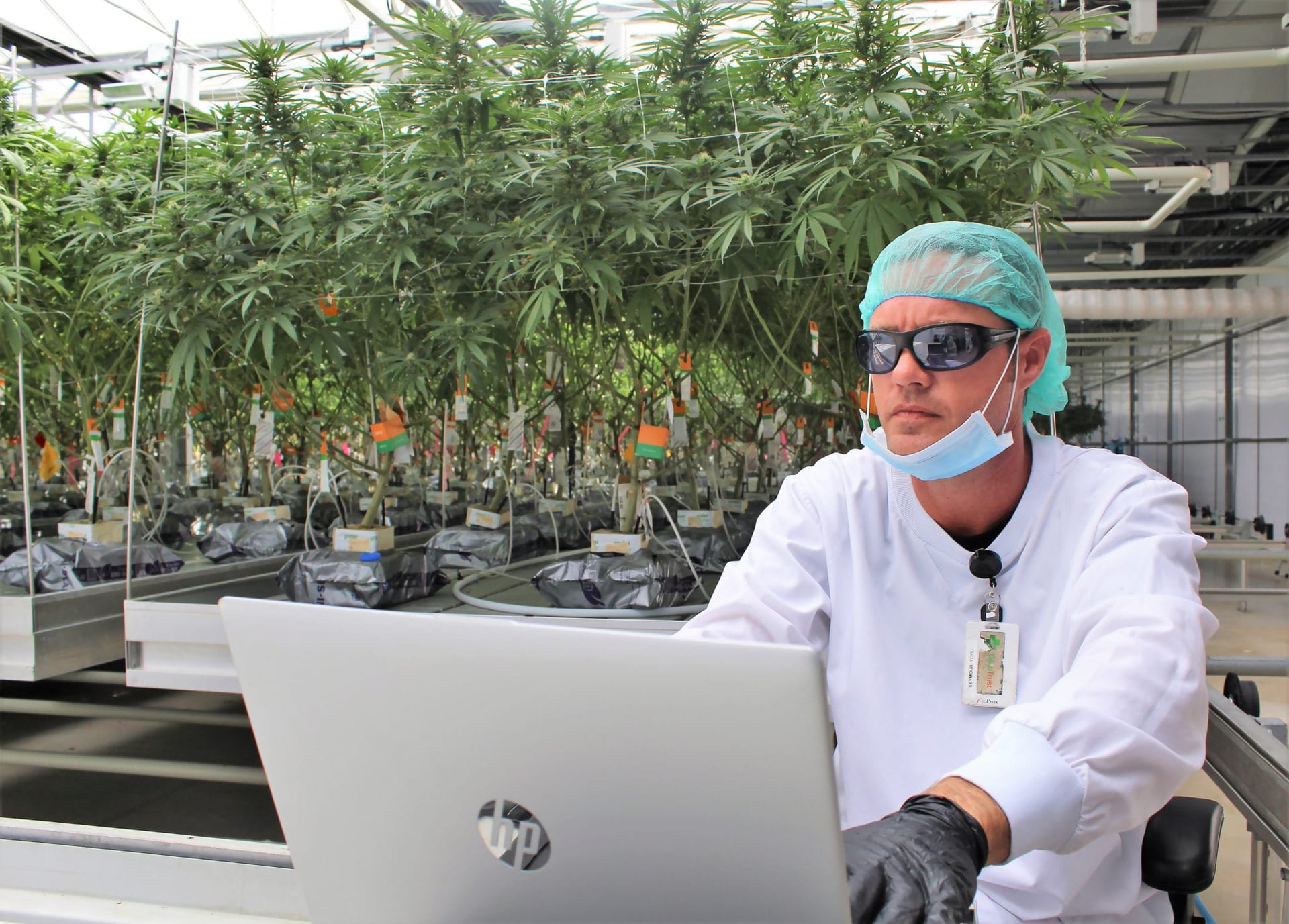 CannTrust to Destroy $77 Million Worth of Cannabis to Regain Compliance