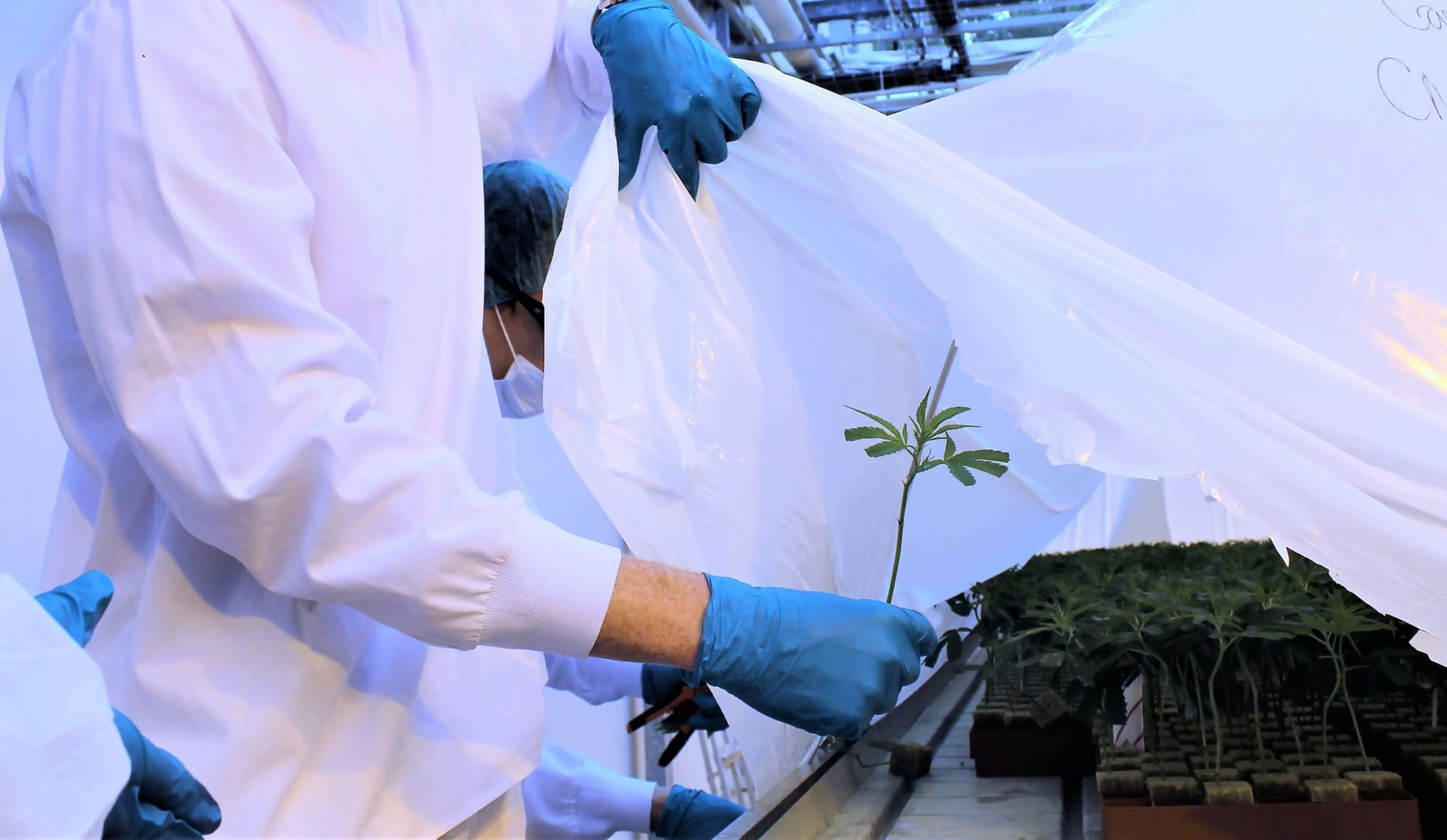 CannTrust Grew and Sold Cannabis From Black Market Seeds Last Year: Report