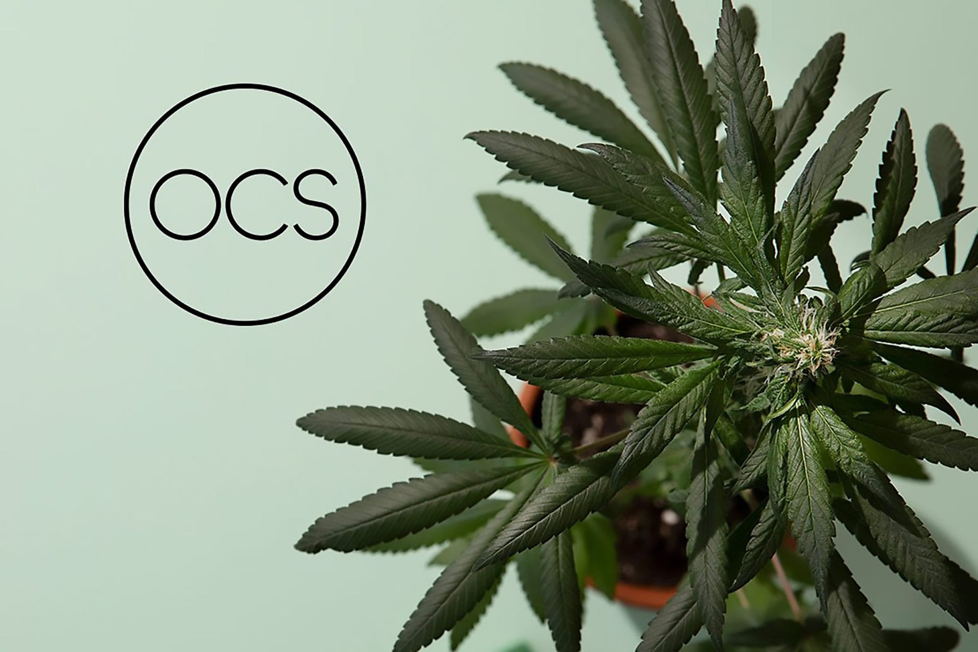 Ontario Considers Scrapping its Wholesale Cannabis Business: Sources