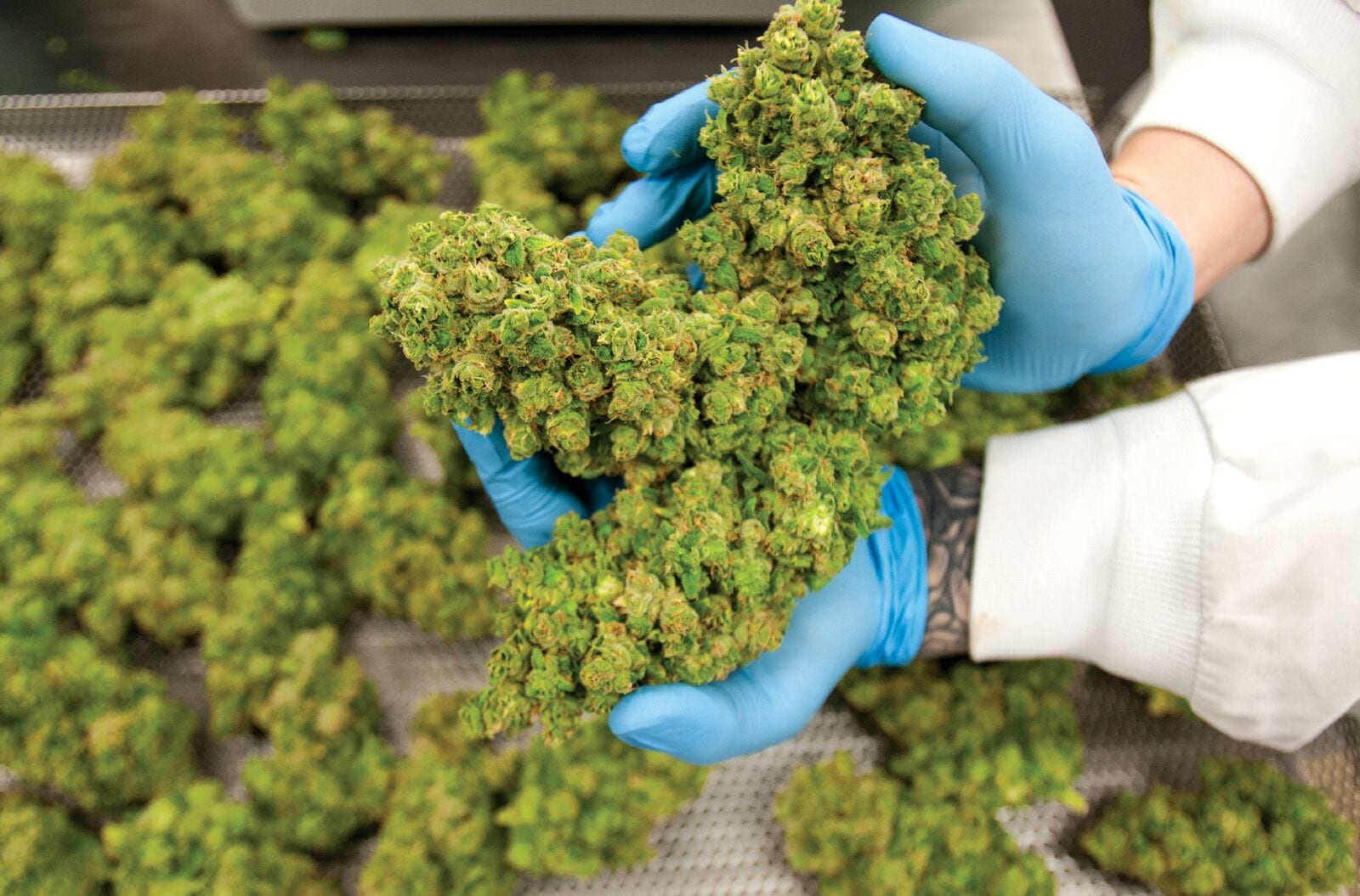 Despite Summer Selloff, Eight Capital Still Bullish on Cannabis Sector