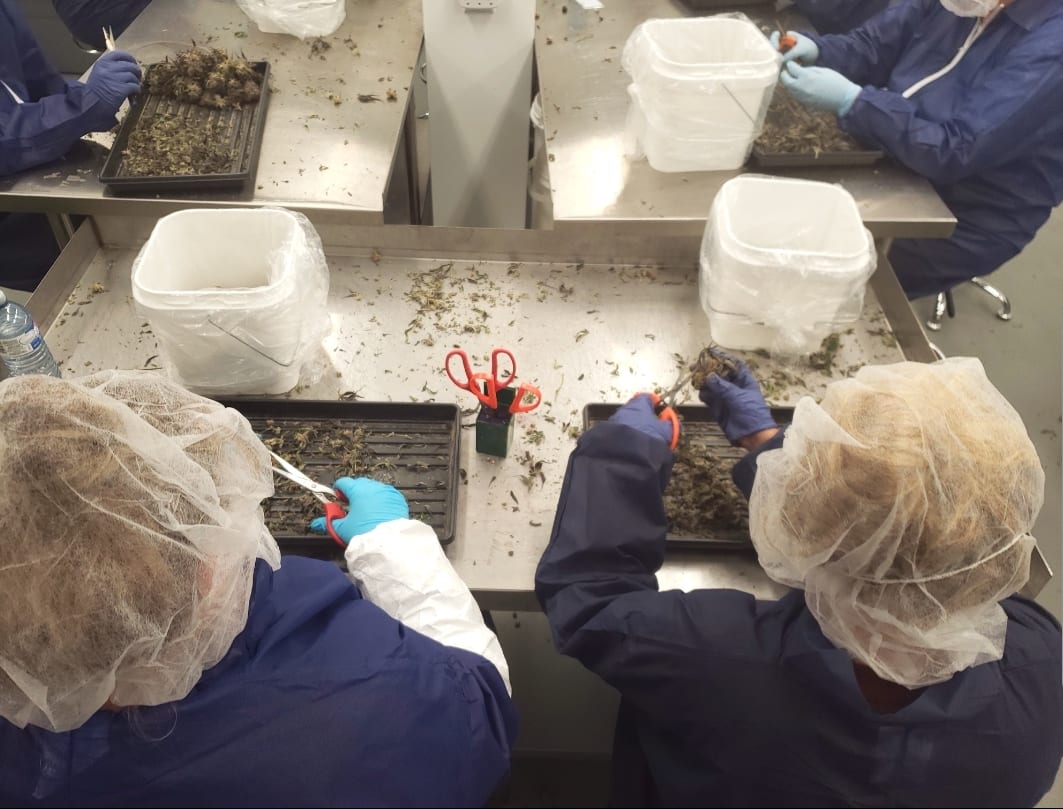B.C. Trimmers Founder, Angela Marks, is the only Canadian Cannabis Award Nominee to be Shortlisted In Top Two Categories