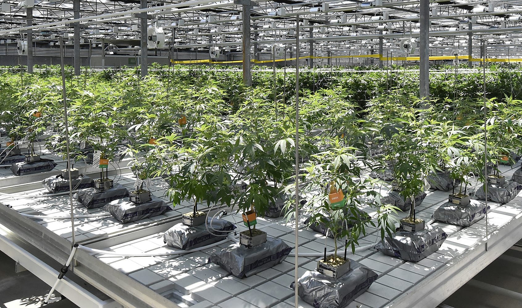 CannTrust facility