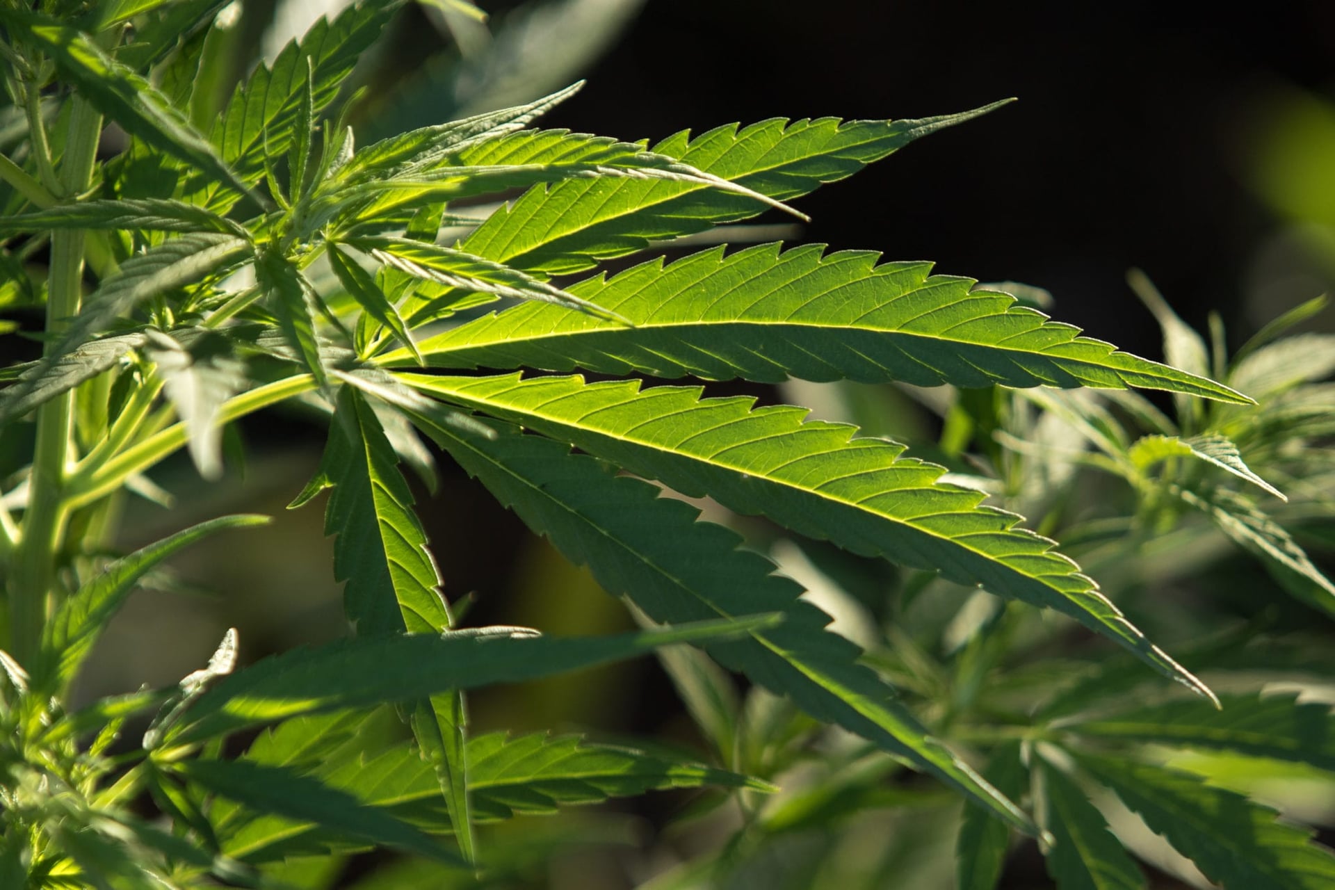 California-Based Ikänik Farms Enters Colombia With Acquisition of Medical Cannabis Company Pideka