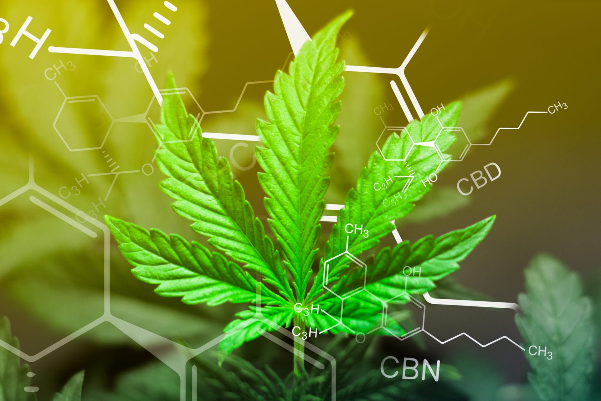 Western University Study Shows CBD Blocks Out Paranoia-Inducing Side Effects of THC