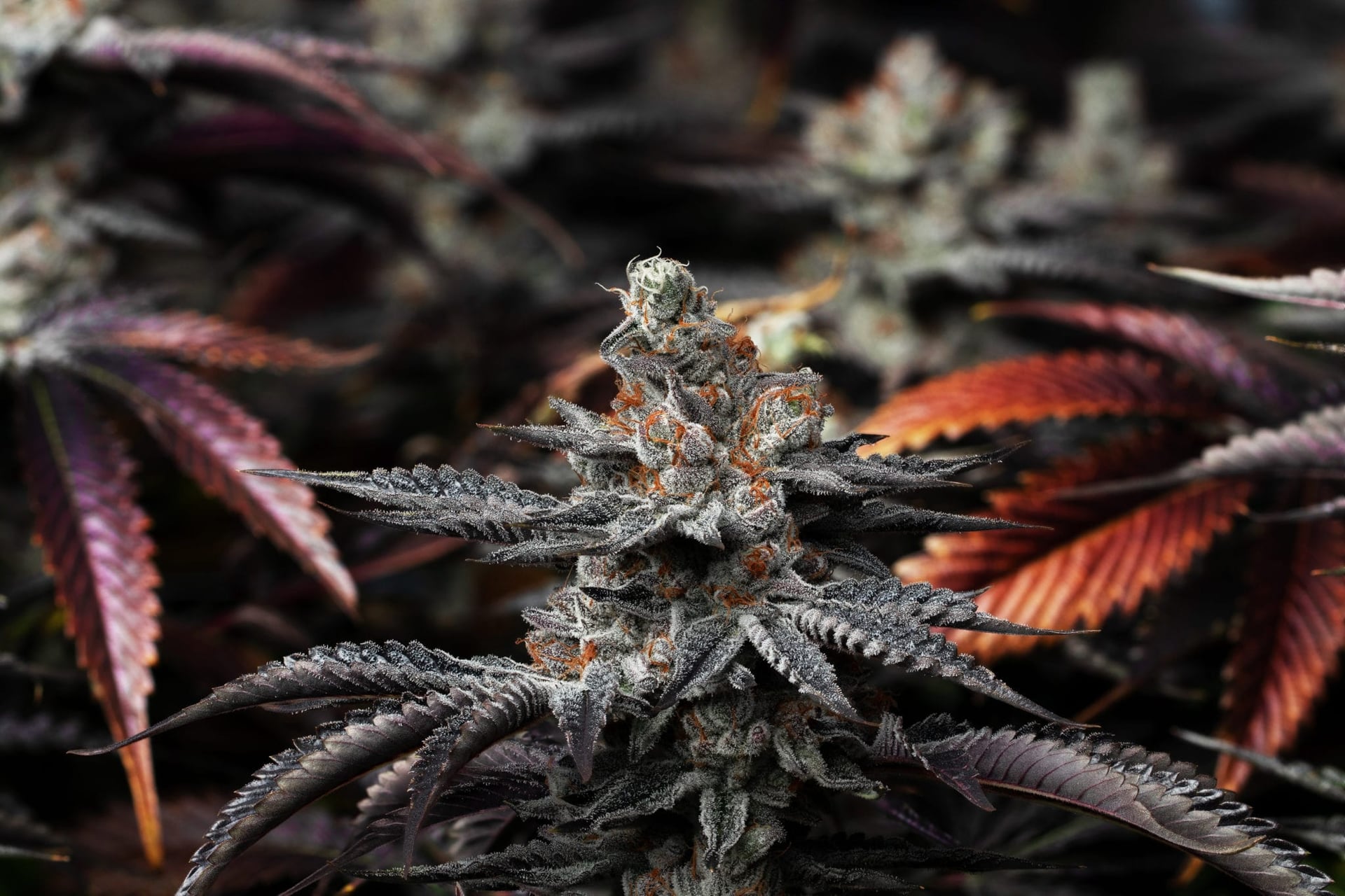 Aphria First Pot Company With Second Profitable Quarter