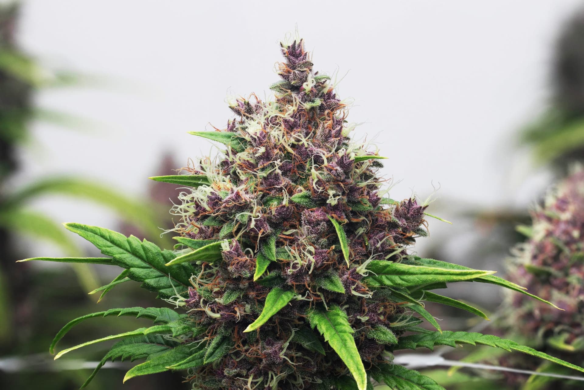 Aphria First Pot Company With Second Profitable Quarter
