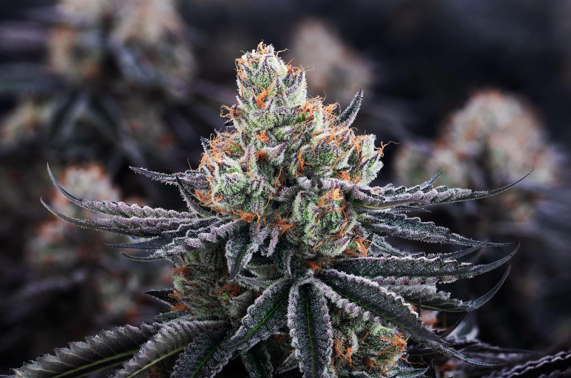 Aphria First Pot Company With Second Profitable Quarter