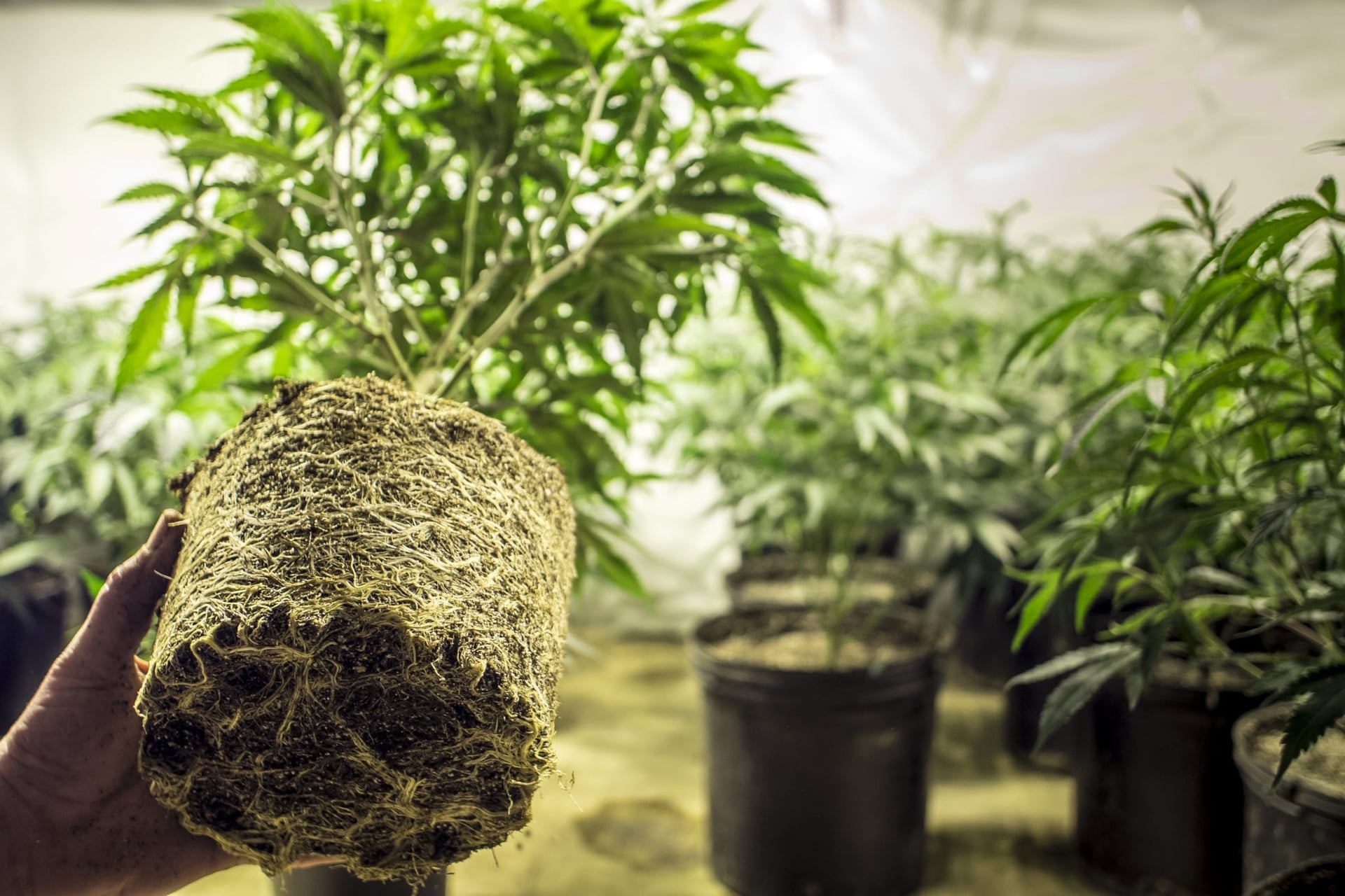 Vacant Ontario Auto Parts Plant Given Second Life With New JWC Cannabis Cultivation Facility