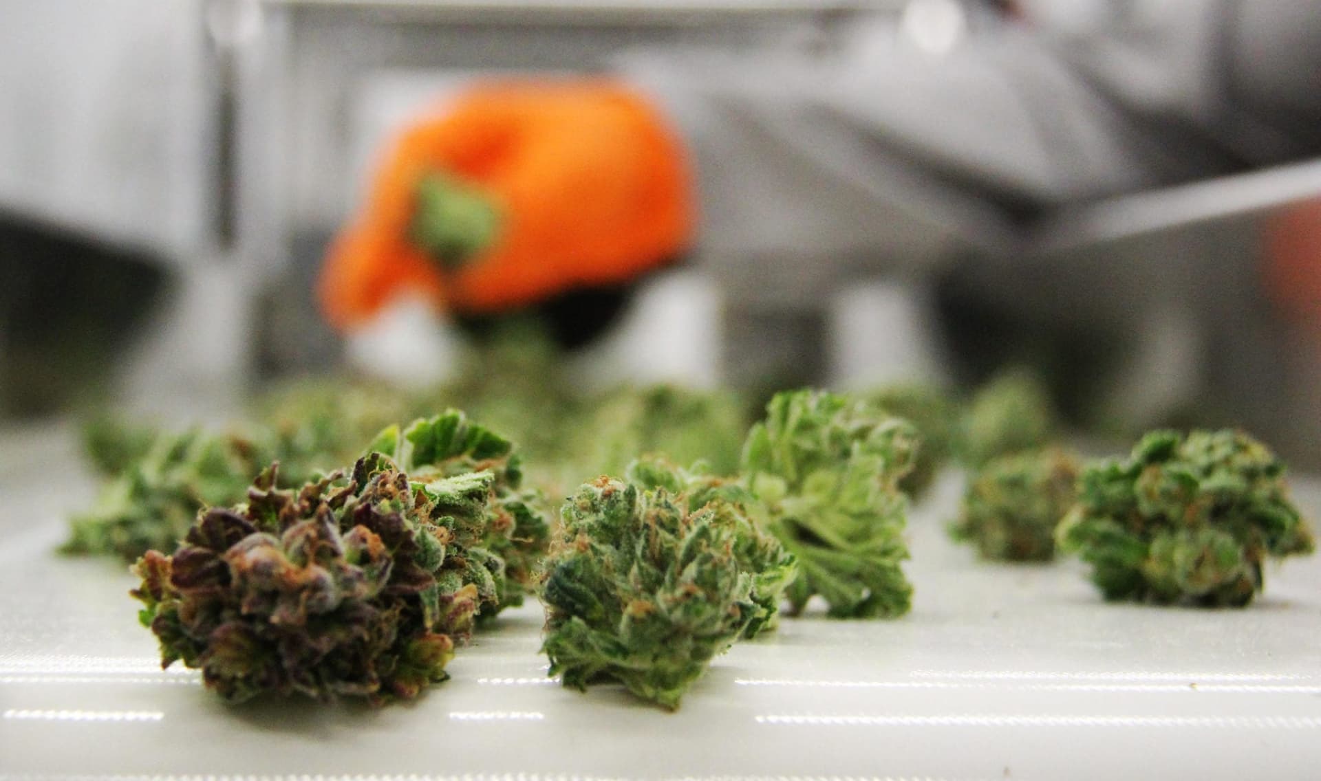 A Year After Cannabis Legalization in Canada: The Industry's Highs and Woes by the Numbers