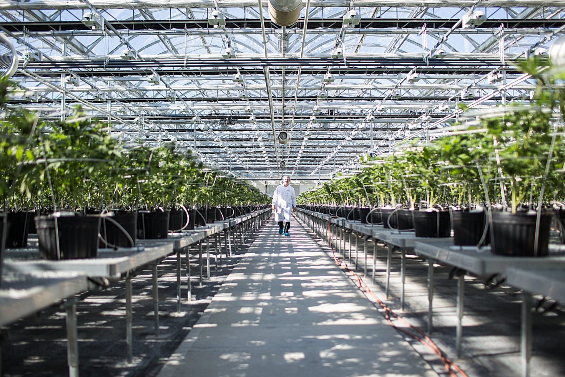 HEXO reports $62.4 million loss in Q1