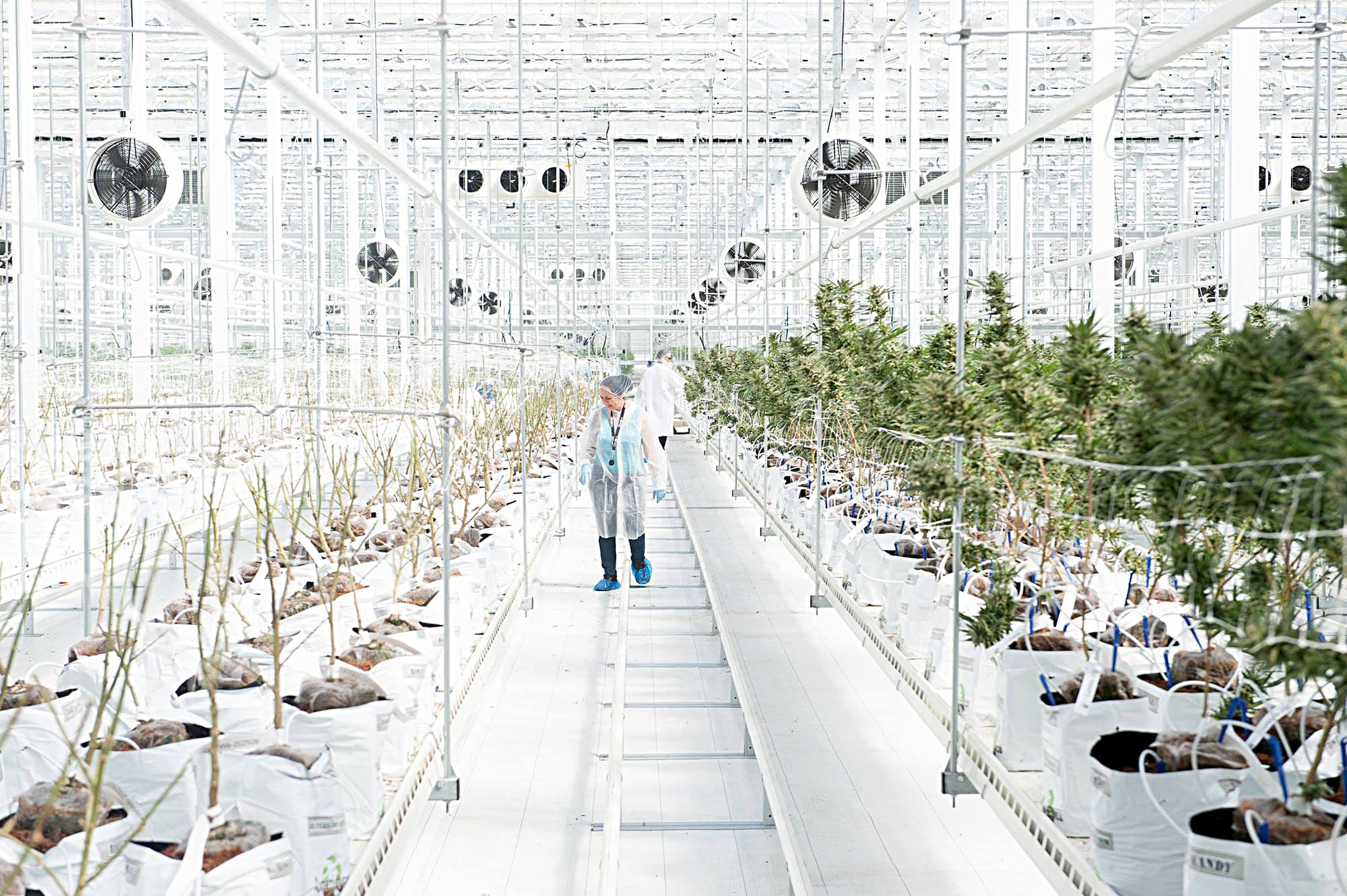 Cannabis Producer HEXO Announces 200 Layoffs Across Company