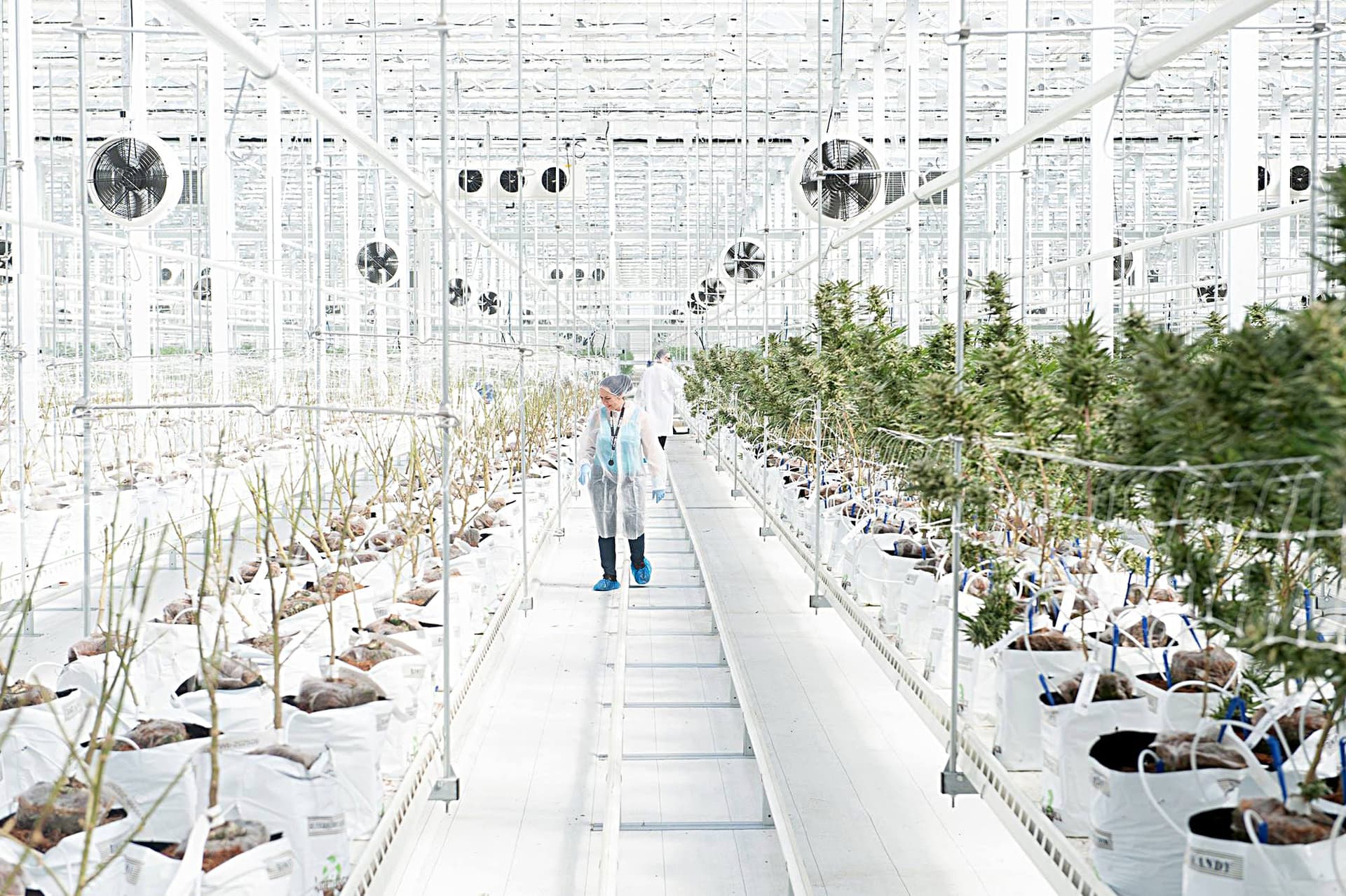 Hexo Corp. Pushes Back Against Black Market by Launching Low-Cost Cannabis Product