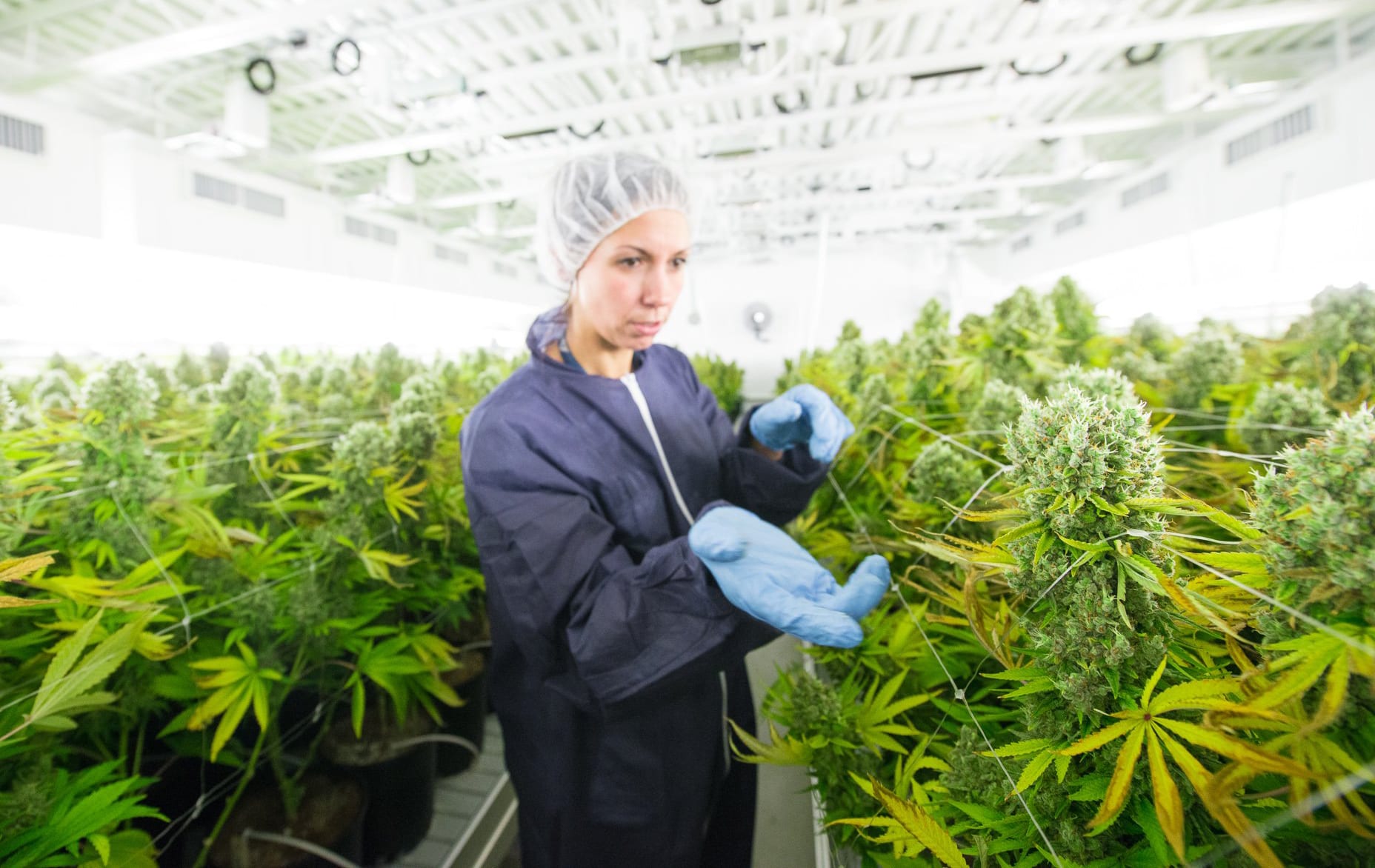 Tilray Backs First Human Study on Cannabis in Breast Cancer Patients