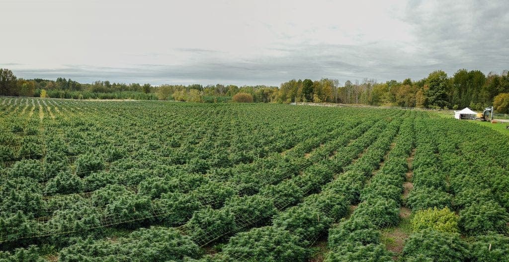 Aleafia Health's First Outdoor Crop Produces Cheapest Cannabis in Country
