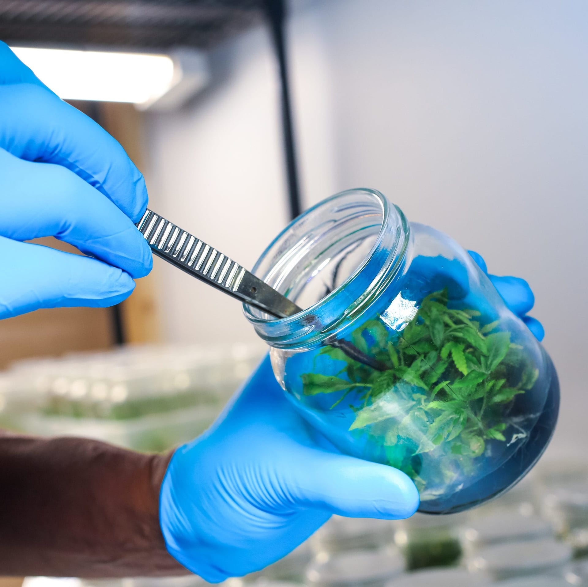 Segra granted licence to grow premium cannabis clones using tissue culture