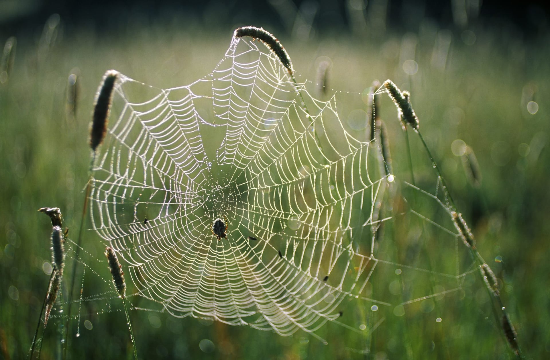 Shareholders Try to Escape Charlotte’s Web After Q3 Earnings Report