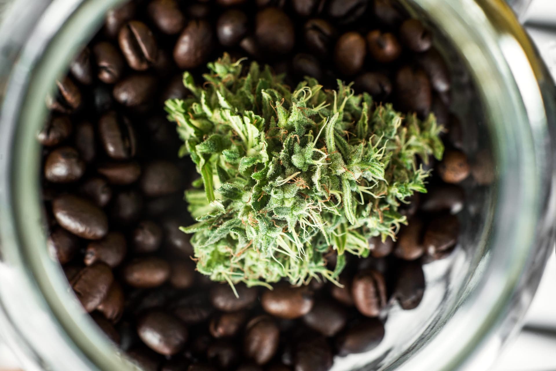 Second Cup Gets Into Cannabis, Rebrands to Aegis Brands