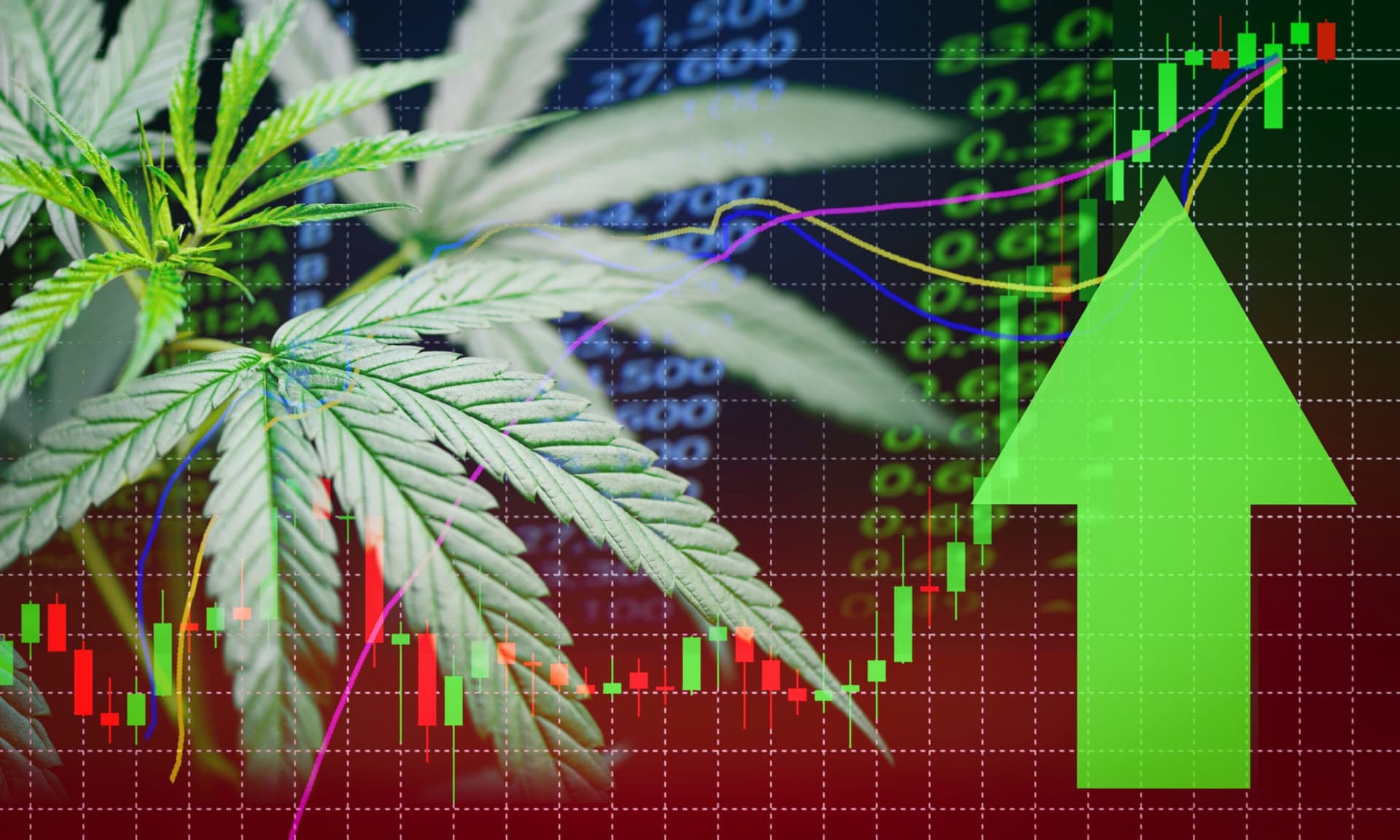cannabis pot stocks cantor