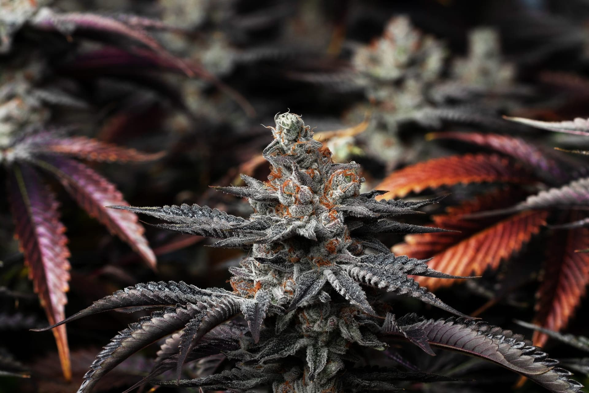 Aphria Obtains Long-Awaited Cultivation Licence, Doubles Production Capacity