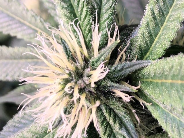 North 40's first harvest of craft cannabis expected December