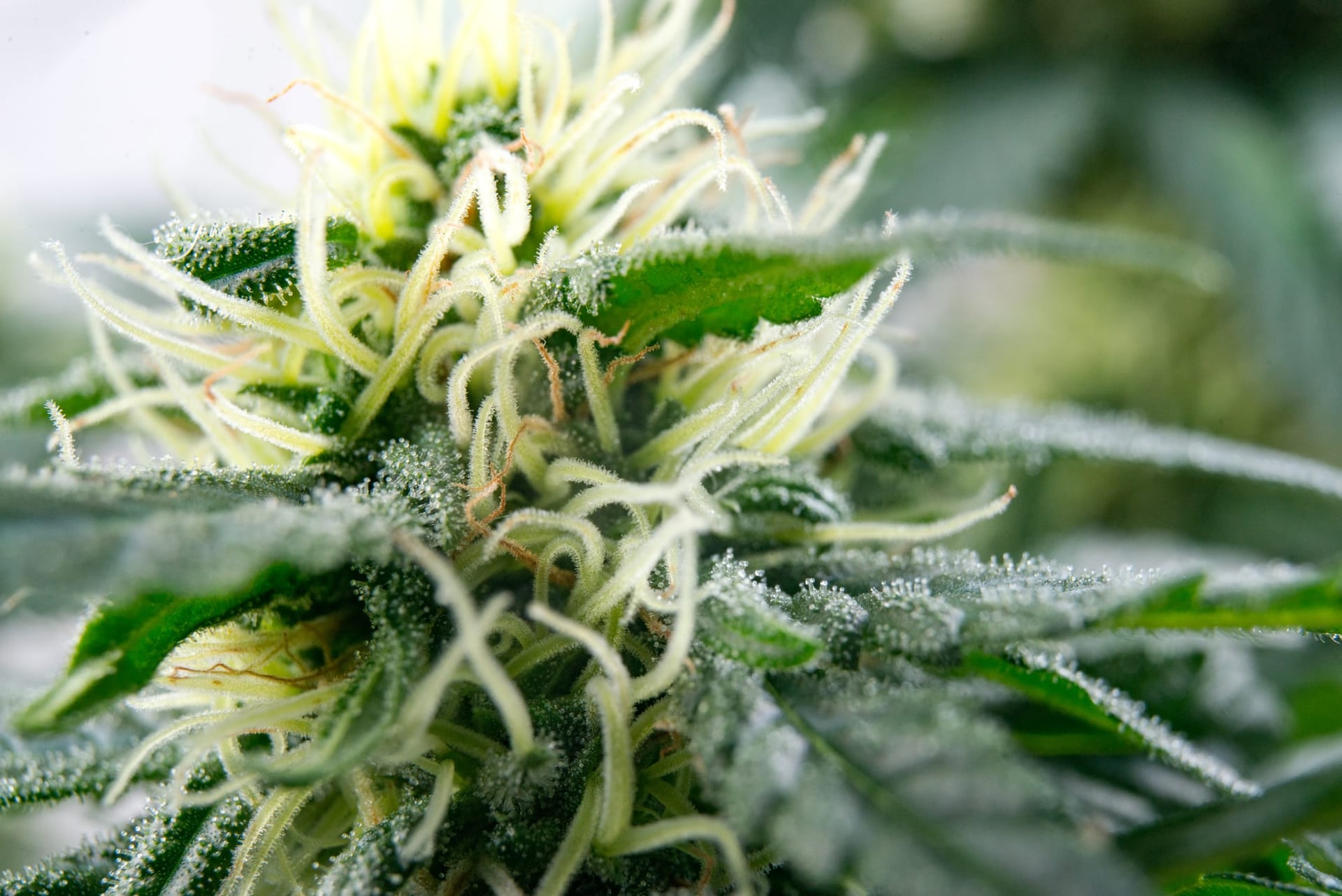Farmstead micro cannabis via North 40 and Shelter