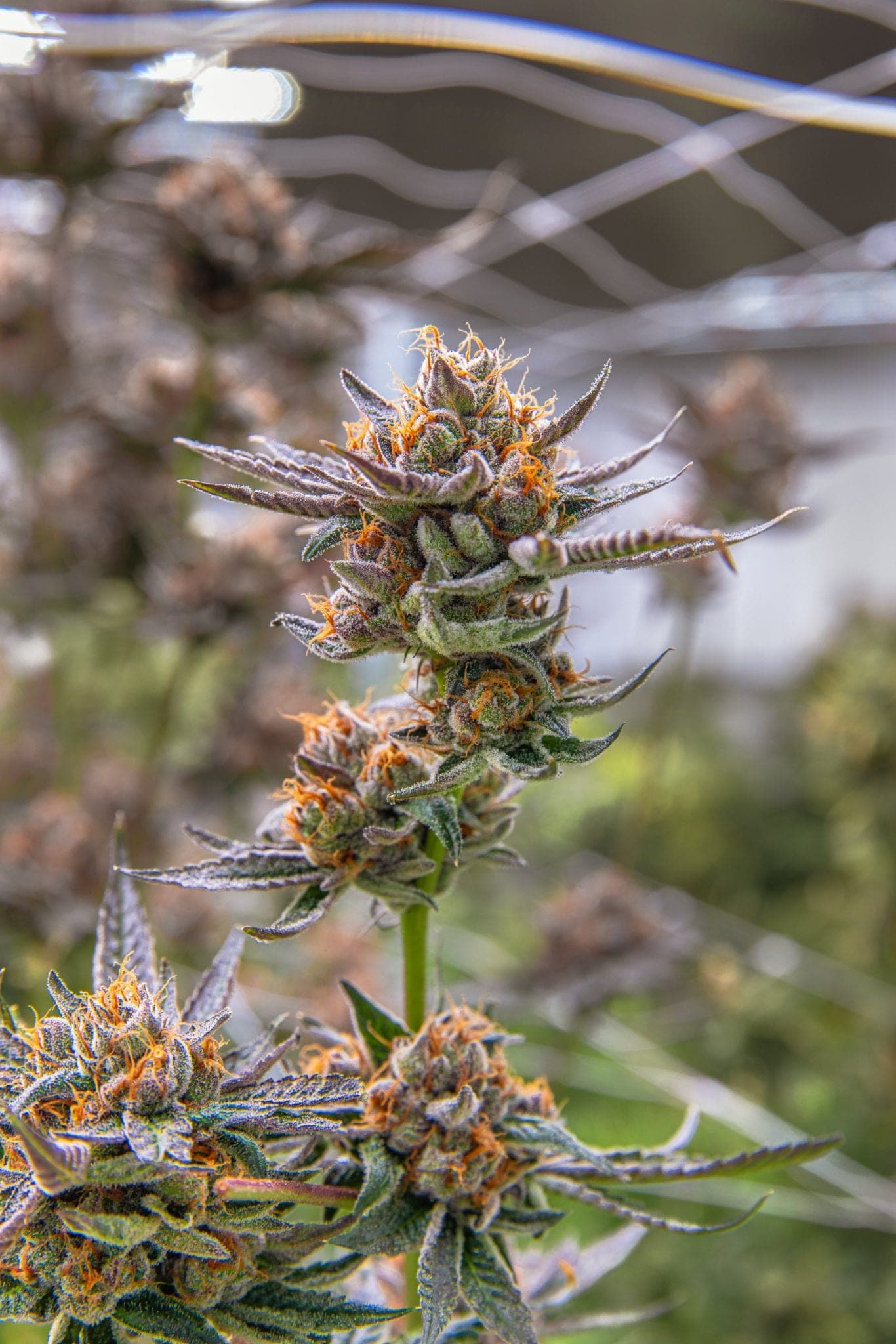 Popular Luxury Qwest Cannabis Brand