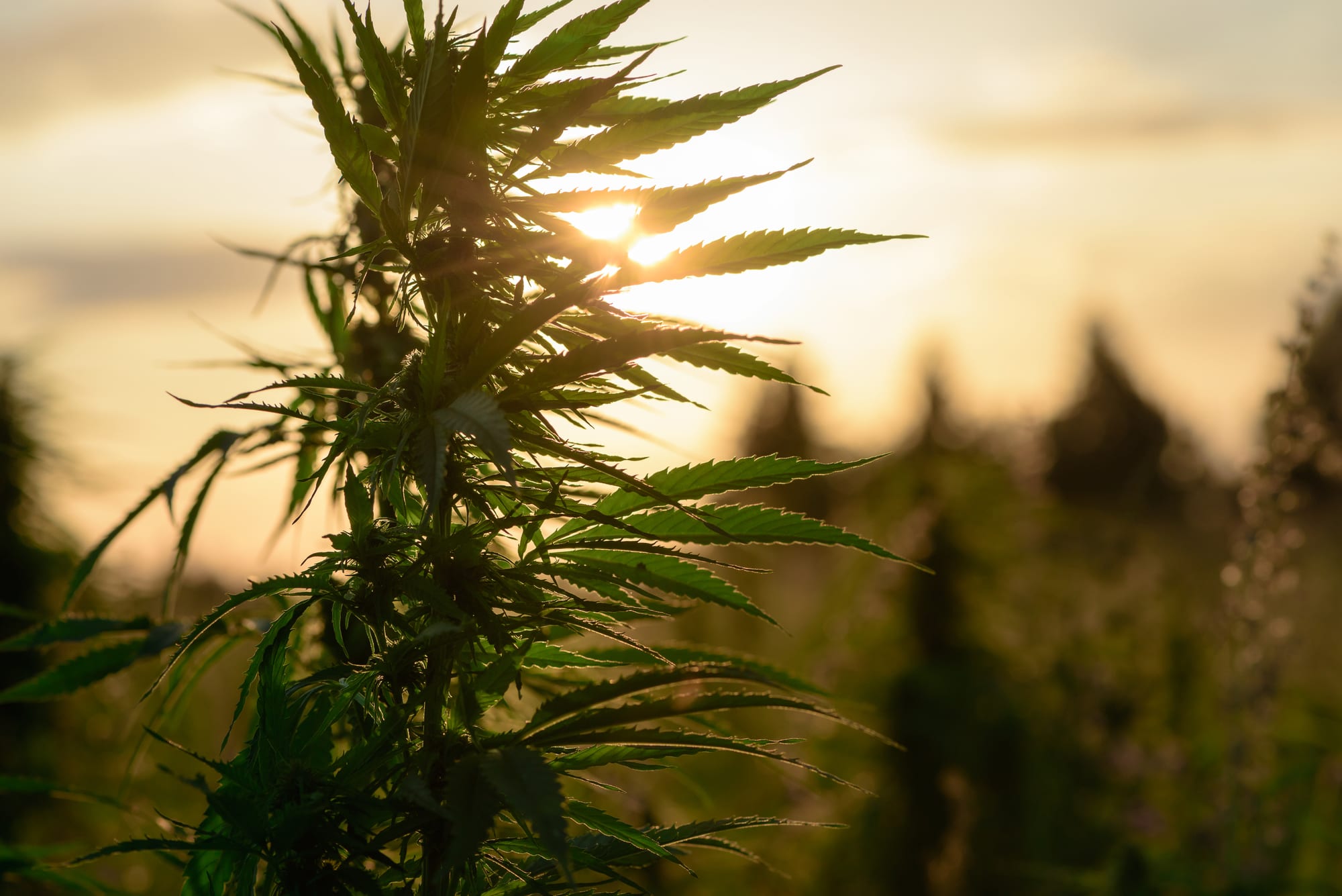 Cannabis industry demands access to federal relief funds