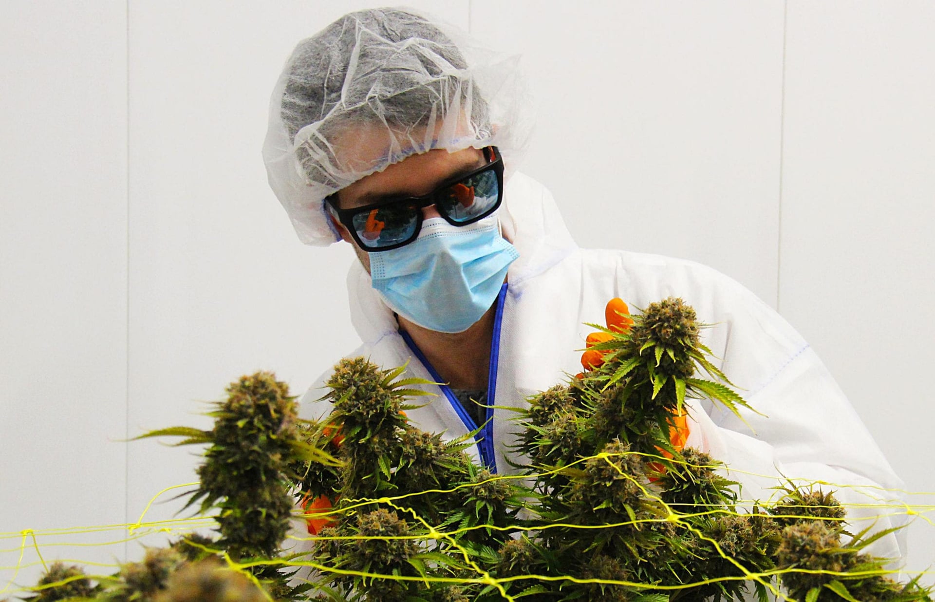 Canopy Growth lends TerrAscend $80.5 million