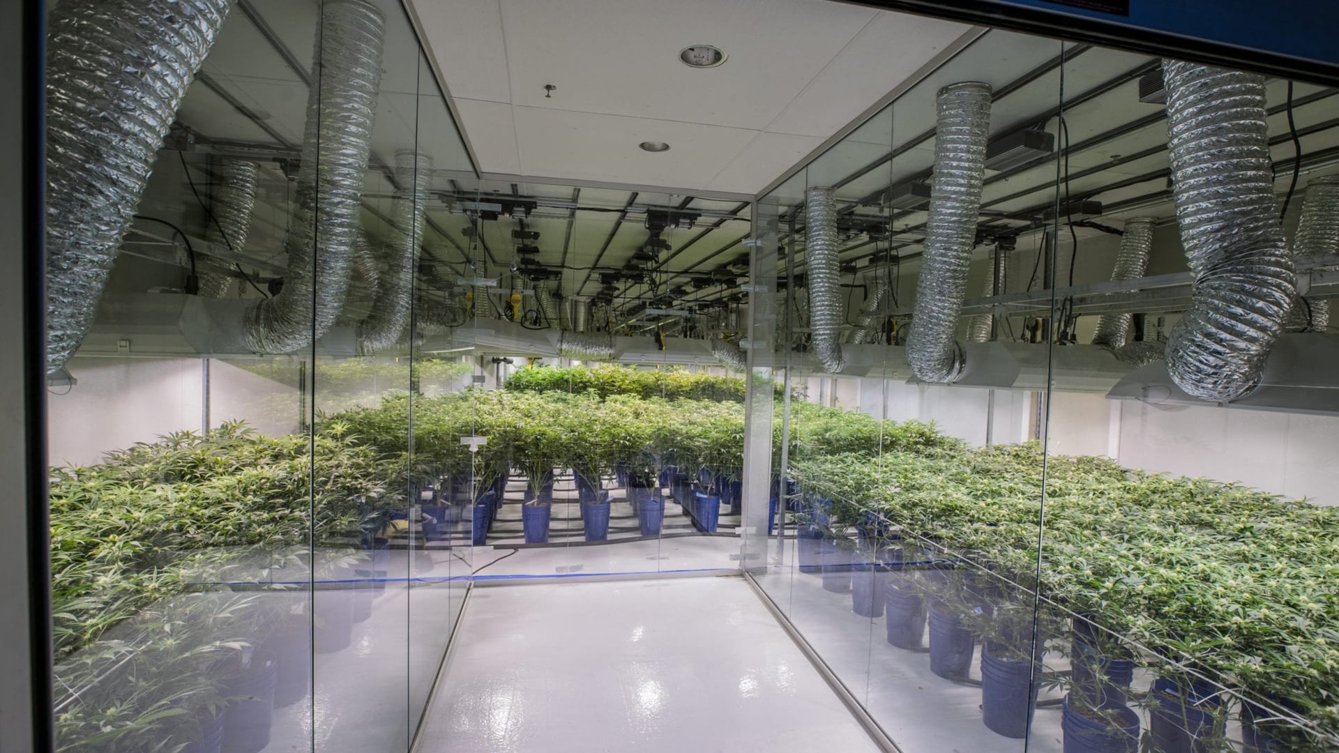 Columbia Care Set to Acquire Colorado's Leading Cannabis Store Chain for USD$140 Million