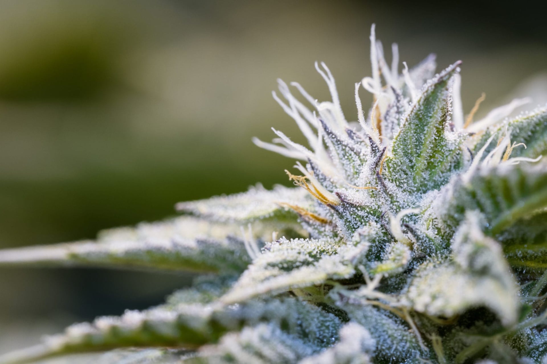 American investors sue Aurora Cannabis and HEXO for misleading them