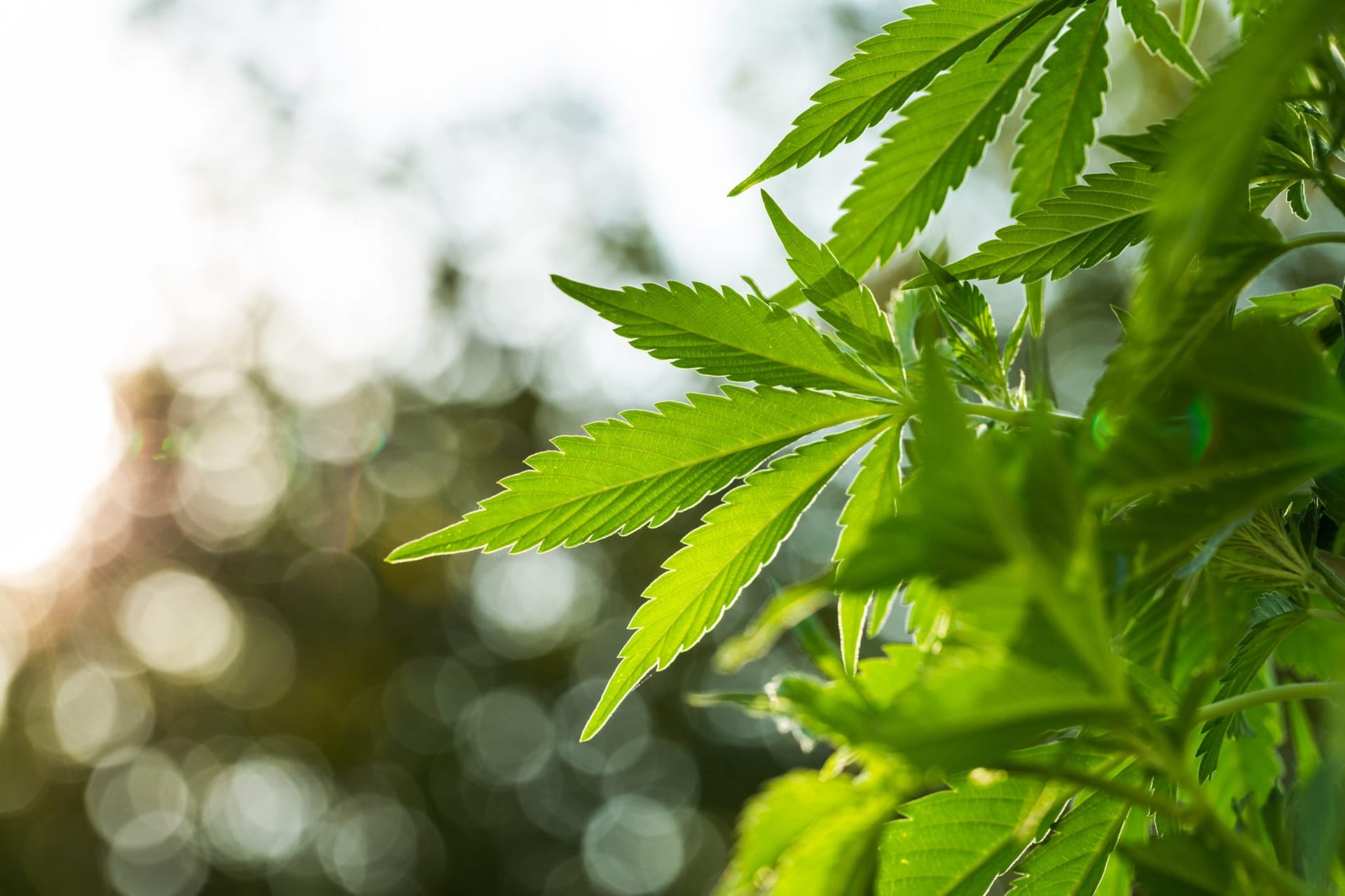 Year in review: Top 8 cannabis stories of the year