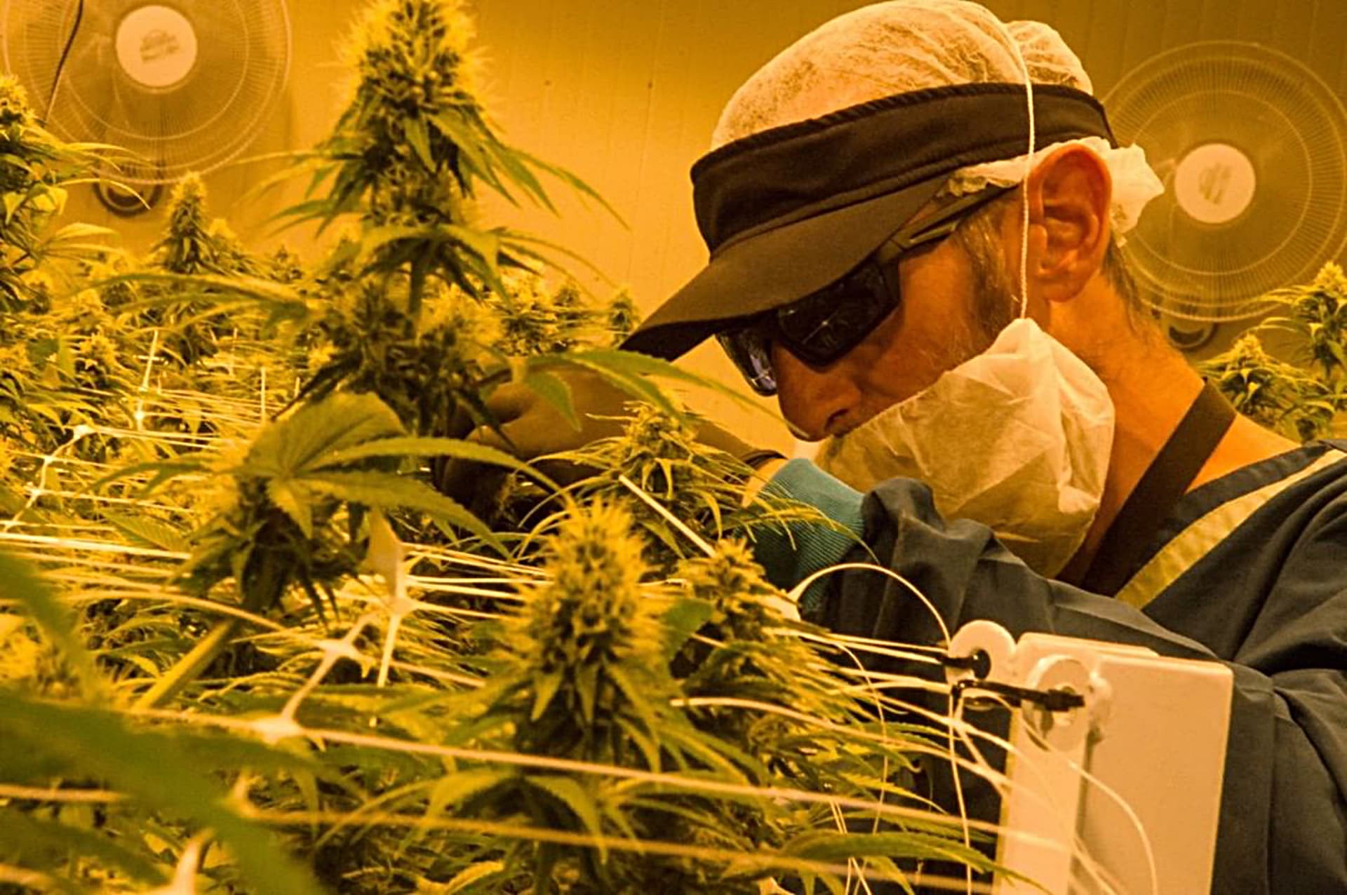 Ikänik Farms closer to exporting its cheap Colombian weed to Europe