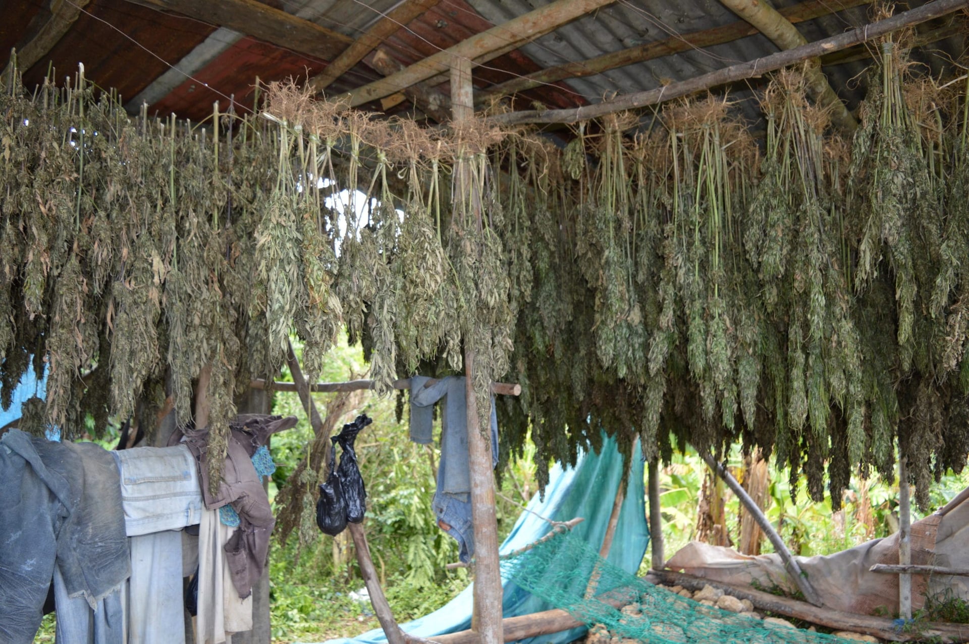 Jamaica helps illicit small-time cannabis farmers transition to legal market
