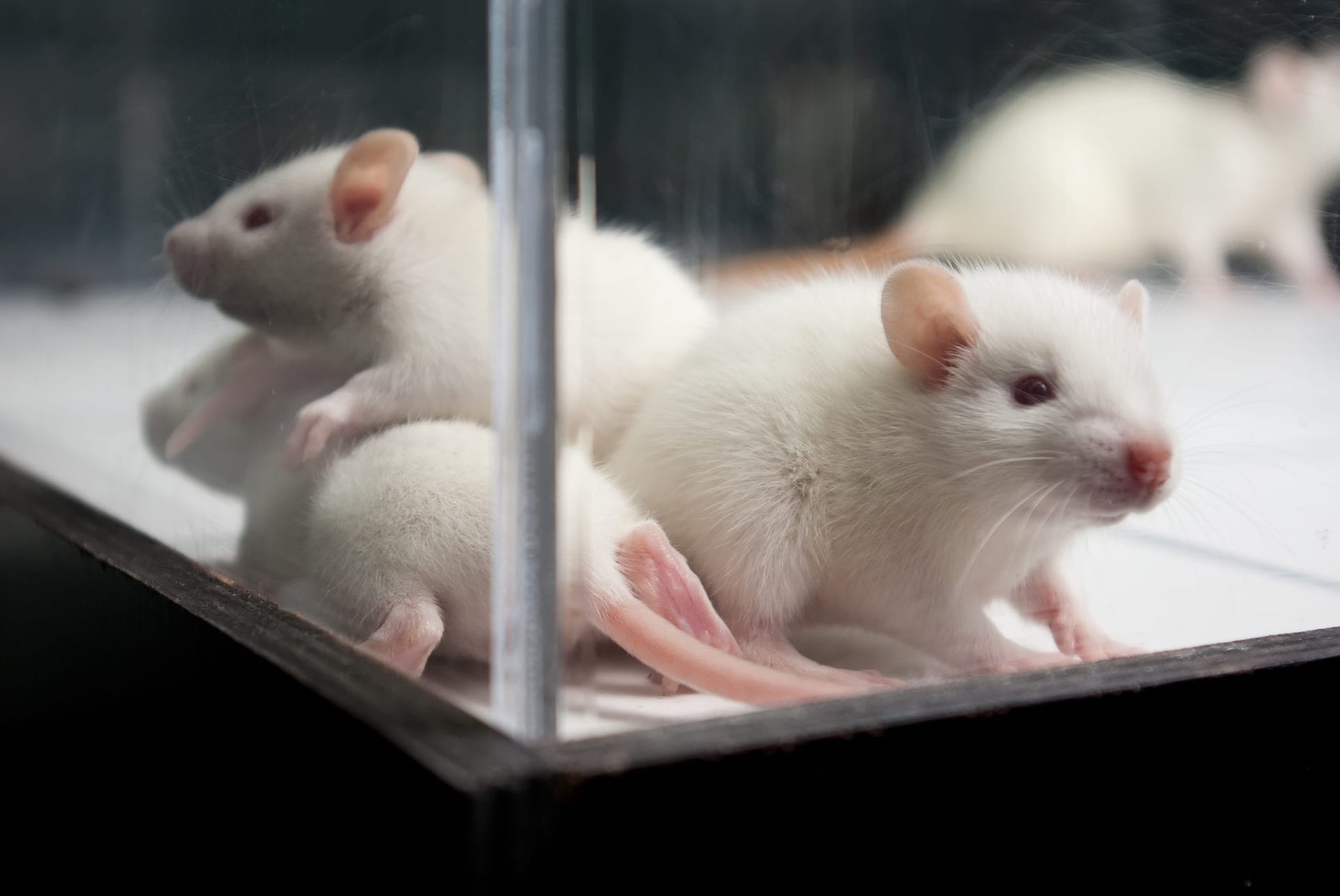 Rats THC research in utero
