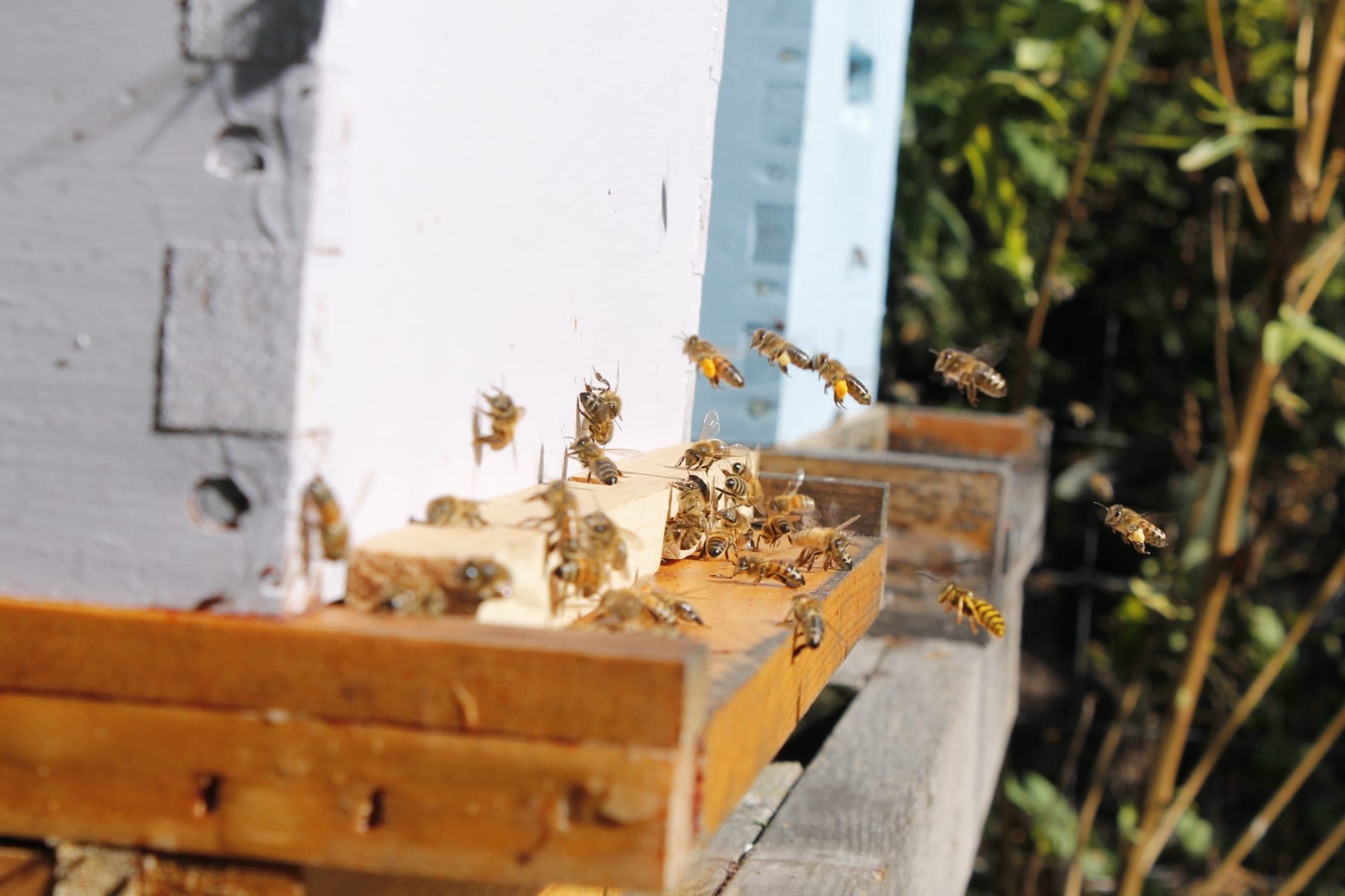 Cannabis crops won't aid bee populations: BC apiarist
