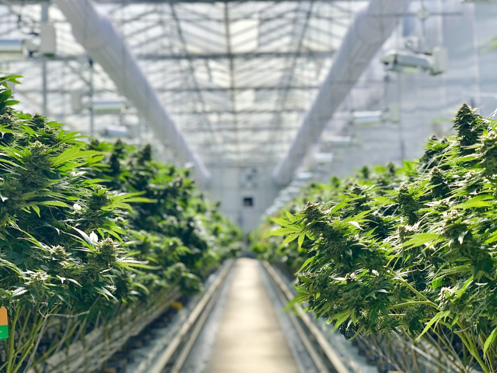 WeedMD CEO says medical cannabis shouldn't be taxed, 2020 will be a shakeout: Interview