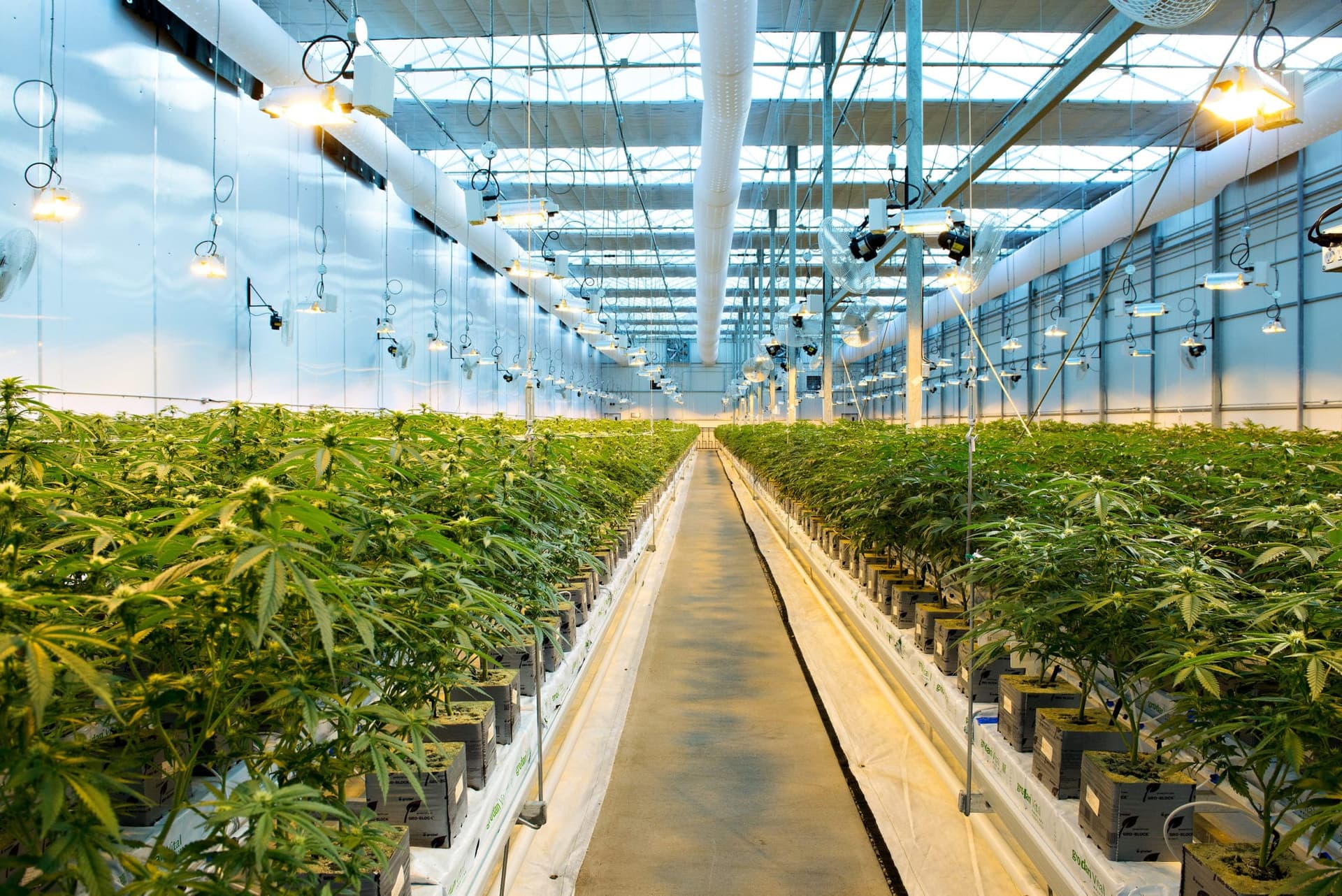 WeedMD Strathroy greenhouse interior