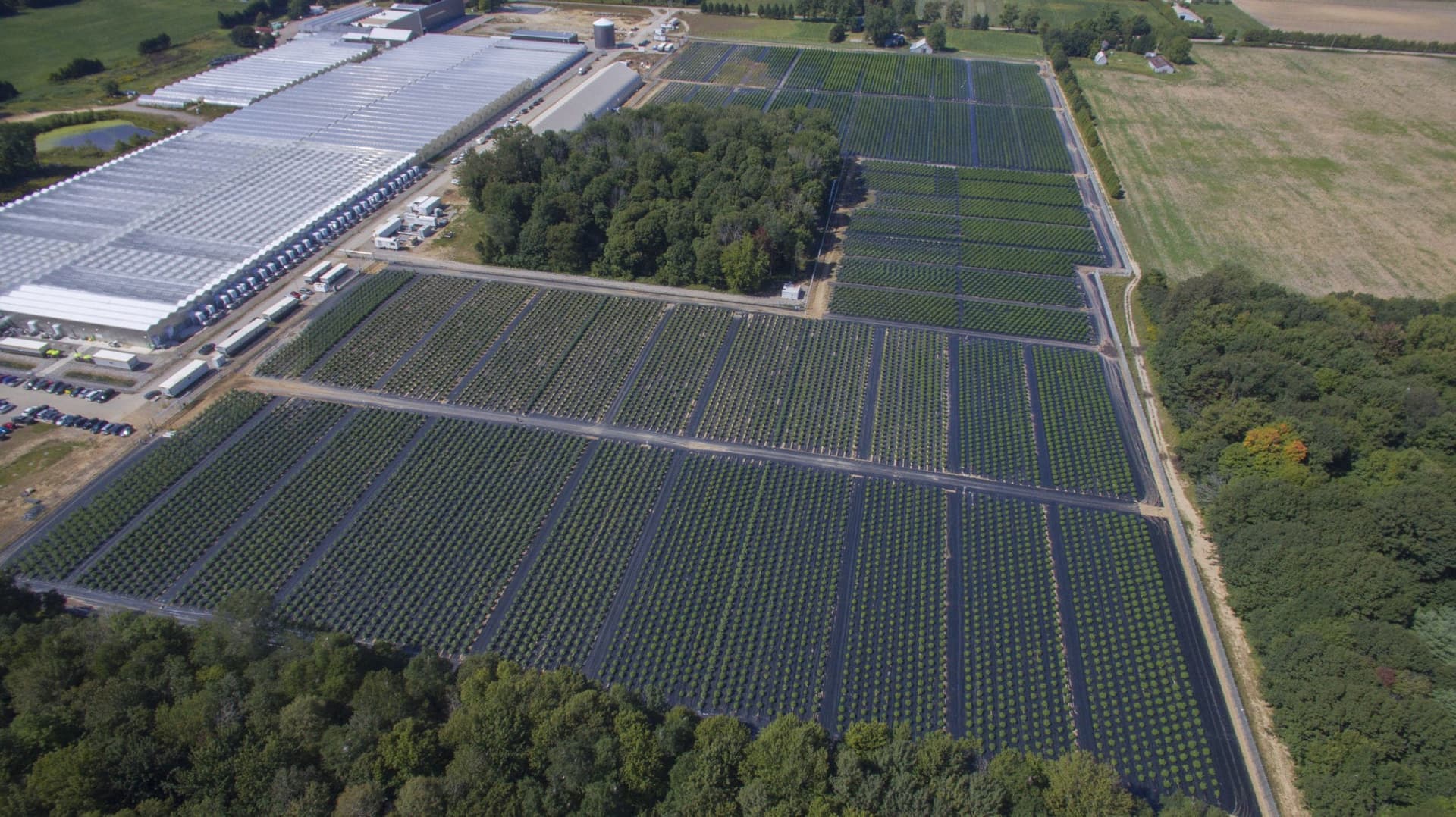 Aerial shot of WeedMD's Strathroy outdoor grow