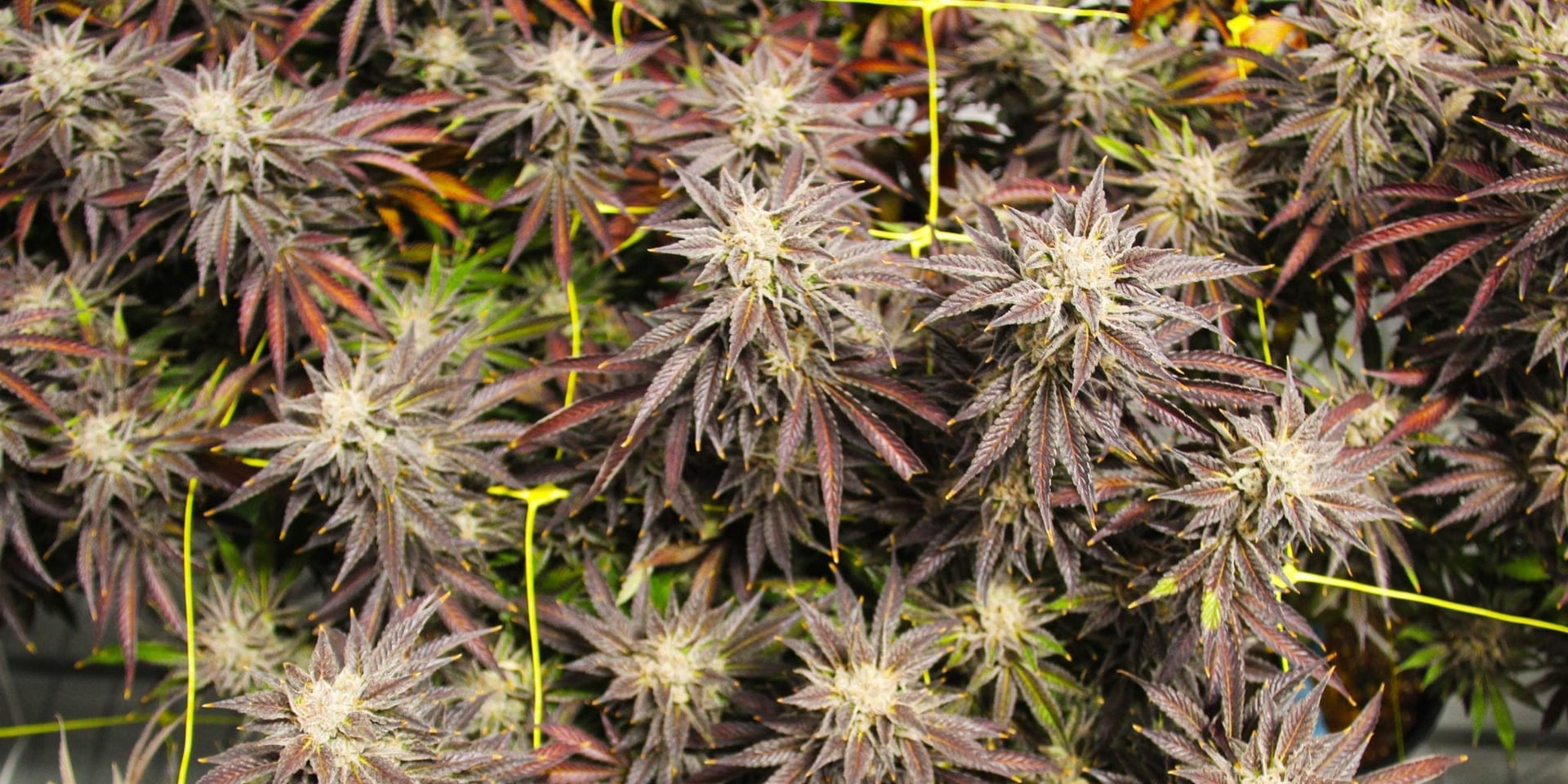 Canopy beats Q3 expectations in sweet Valentine's Day treat