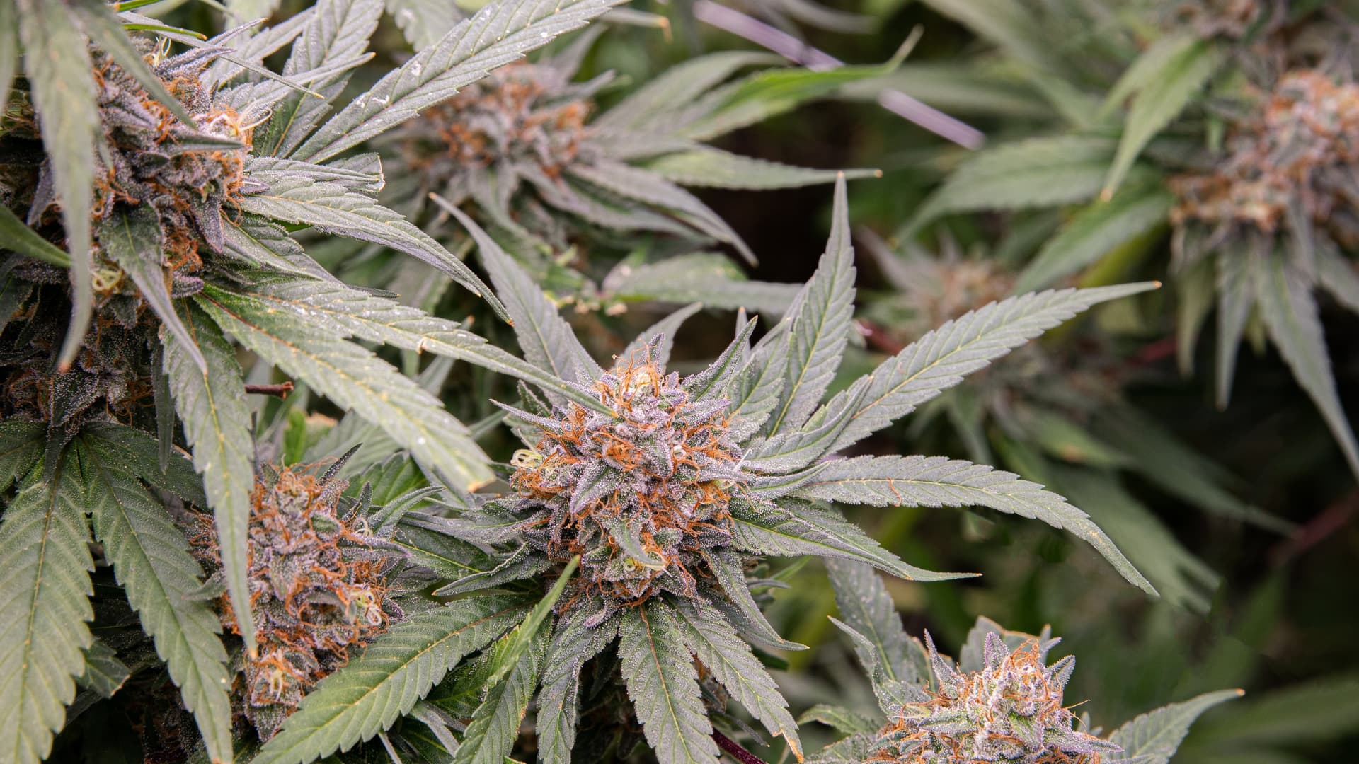TGOD wins organic farmer of the year award