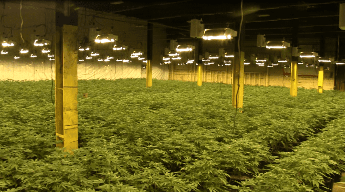 Brantford police arrest 4, seize $927,540 in cannabis plants