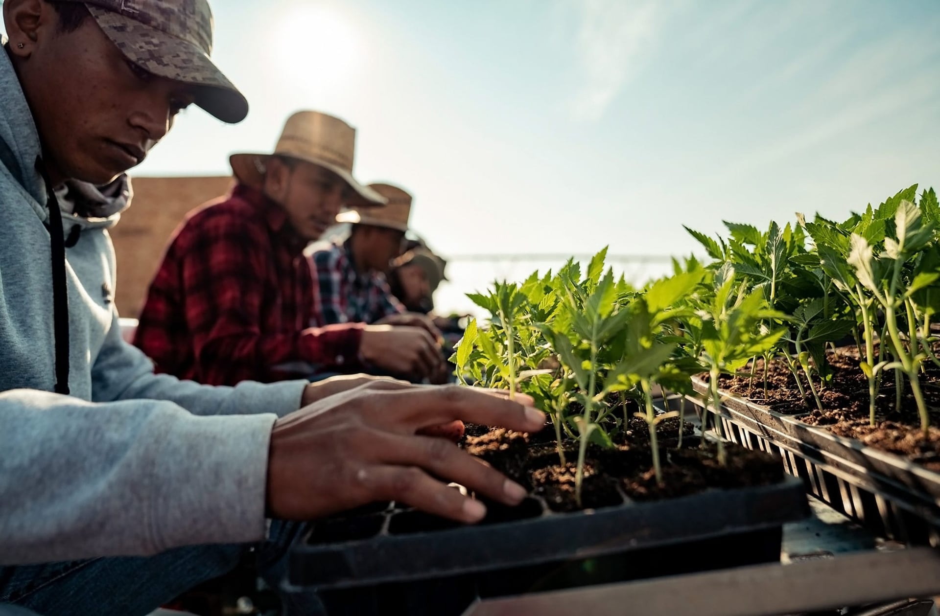 Charlotte's Web increases yield, CBD potency in 2019 hemp harvest
